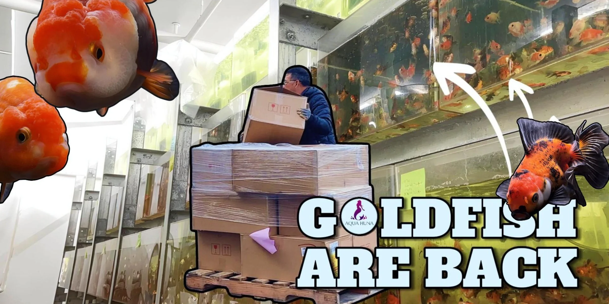 Vibrant Tropical Fish Delivered Fast