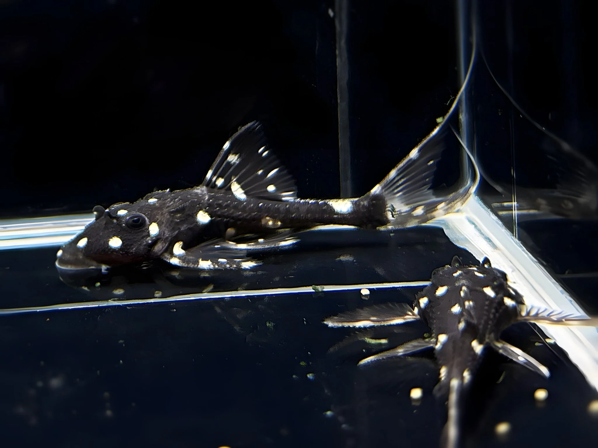 Acanthicus Adonis Pleco