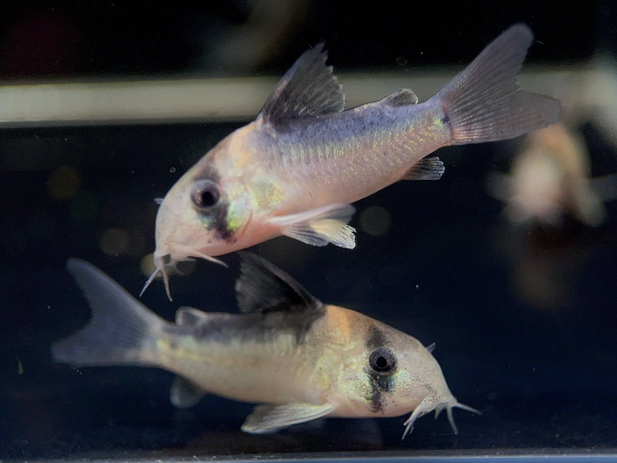 Adolfo's Cory