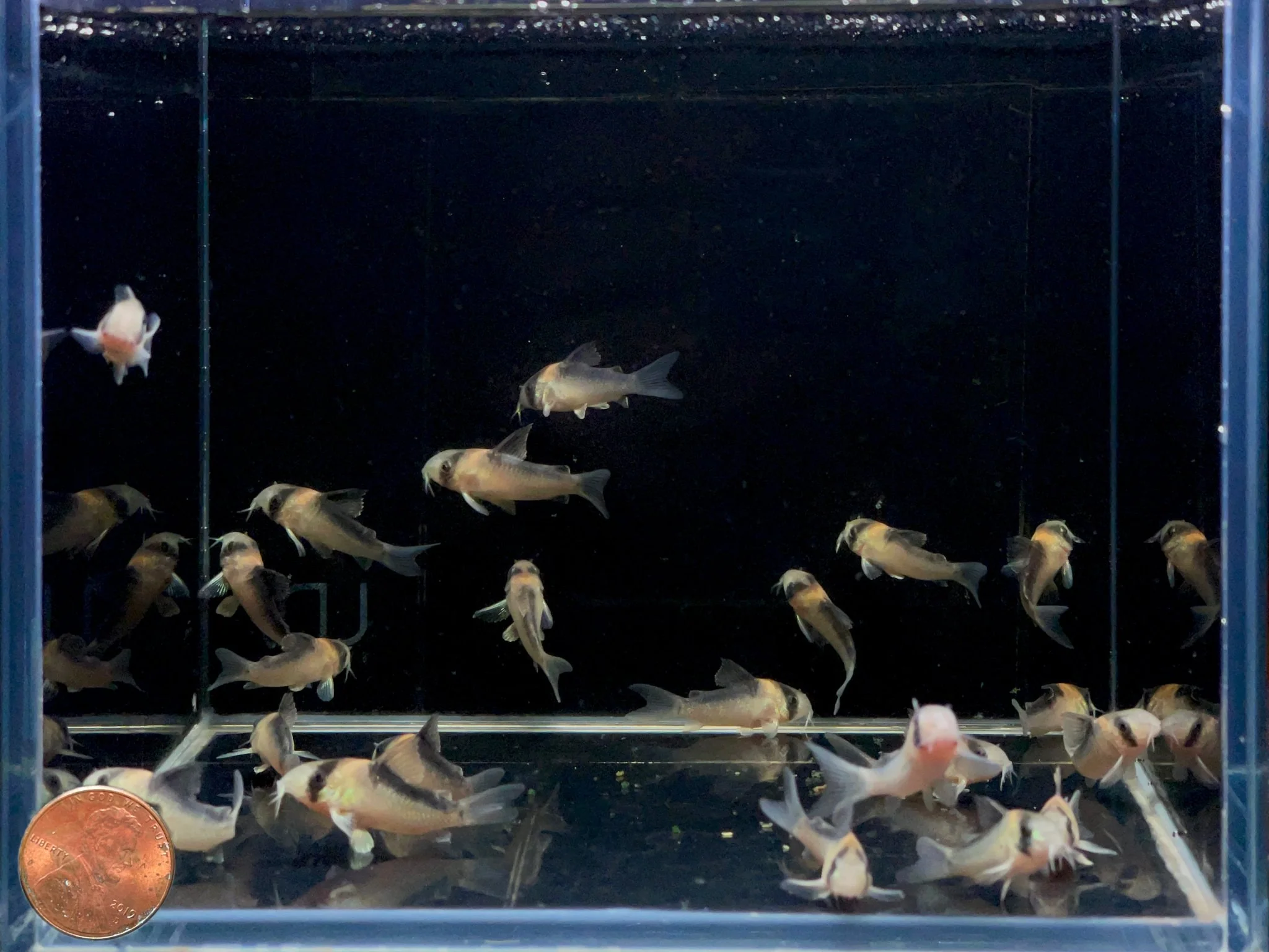 Adolfo's Cory - Image 2
