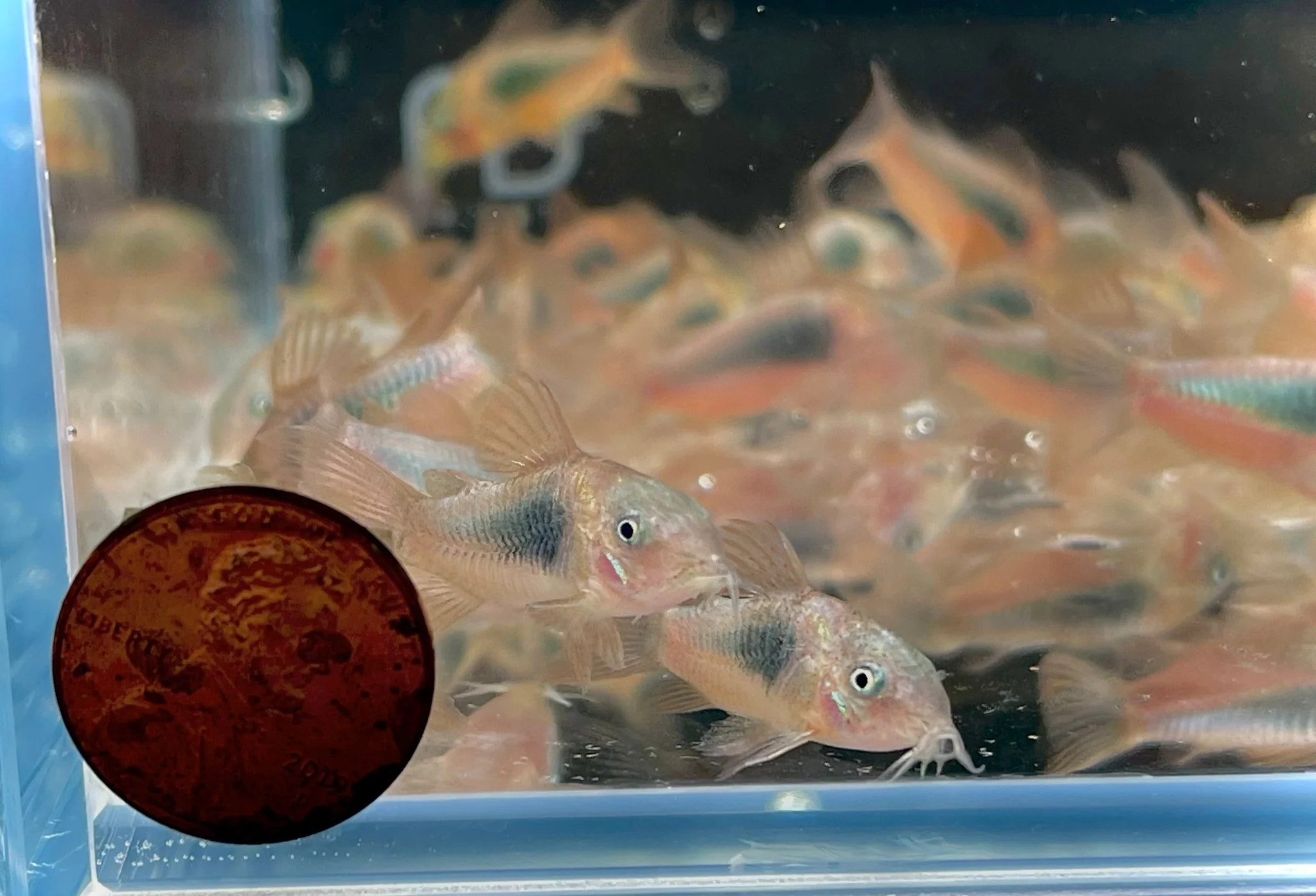 Aeneus Cory - Image 3