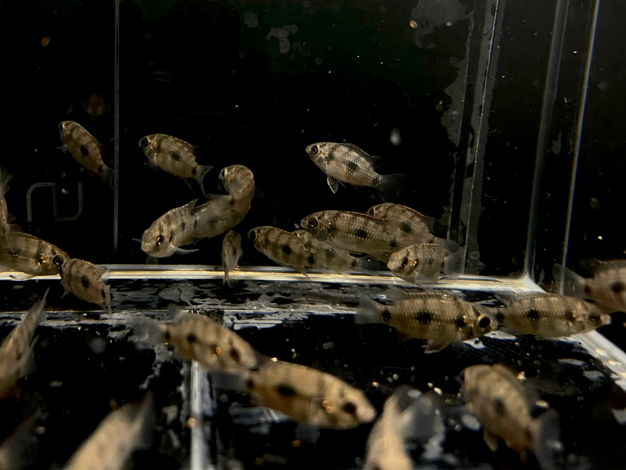 African Butterfly Cichlid