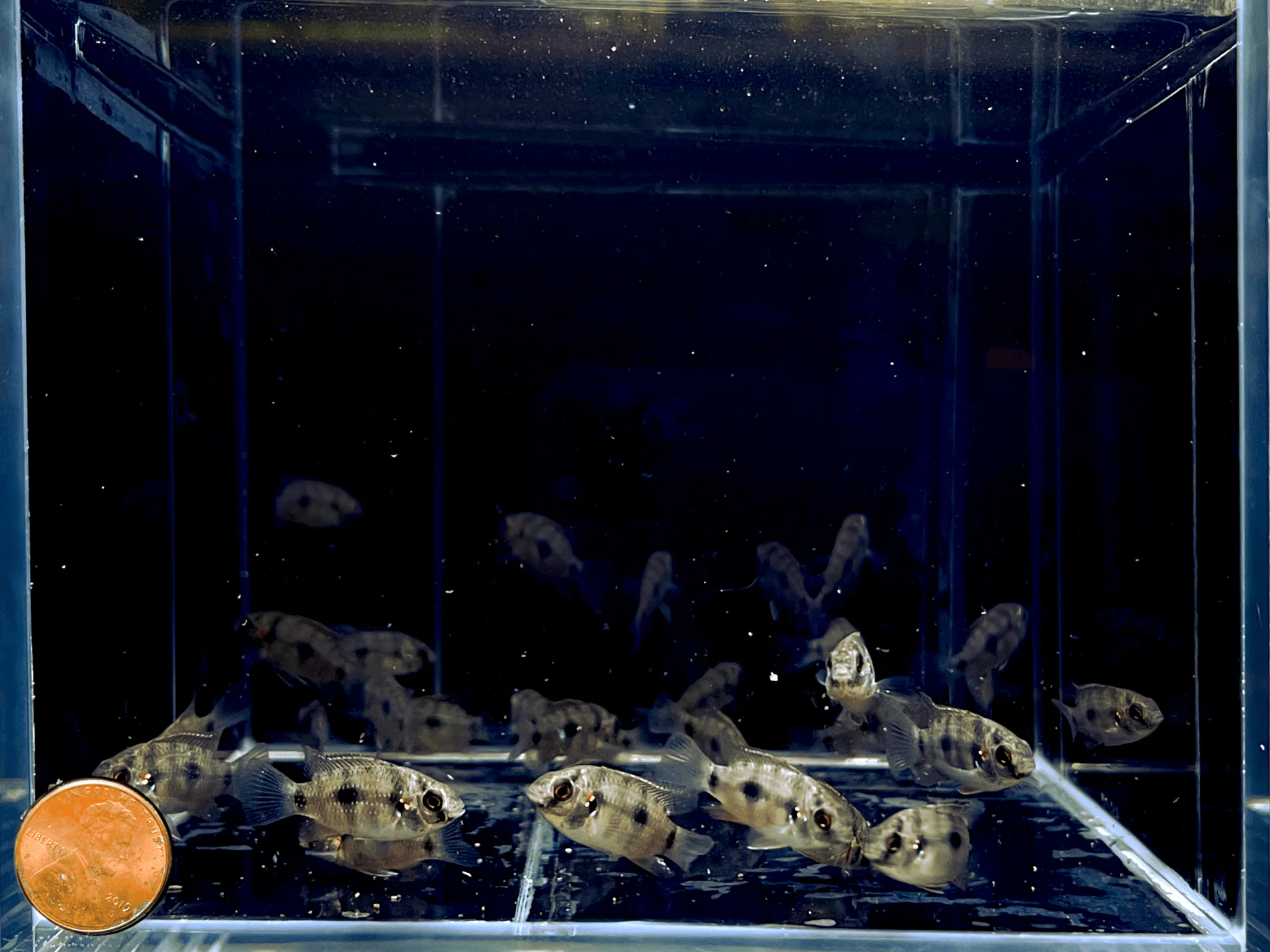 African Butterfly Cichlid - Image 2