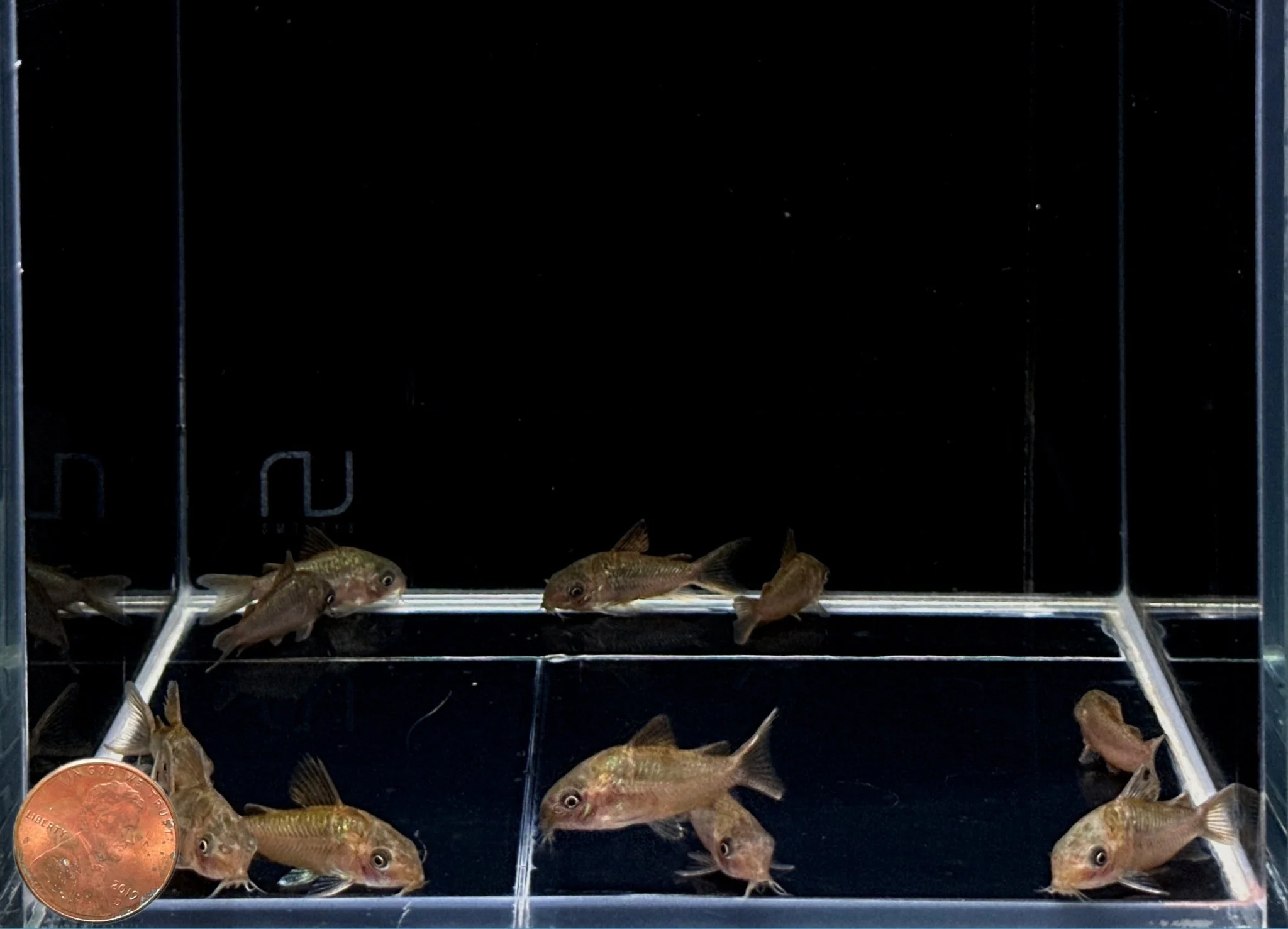 Pantanalensis Corydoras (C005) - Image 2