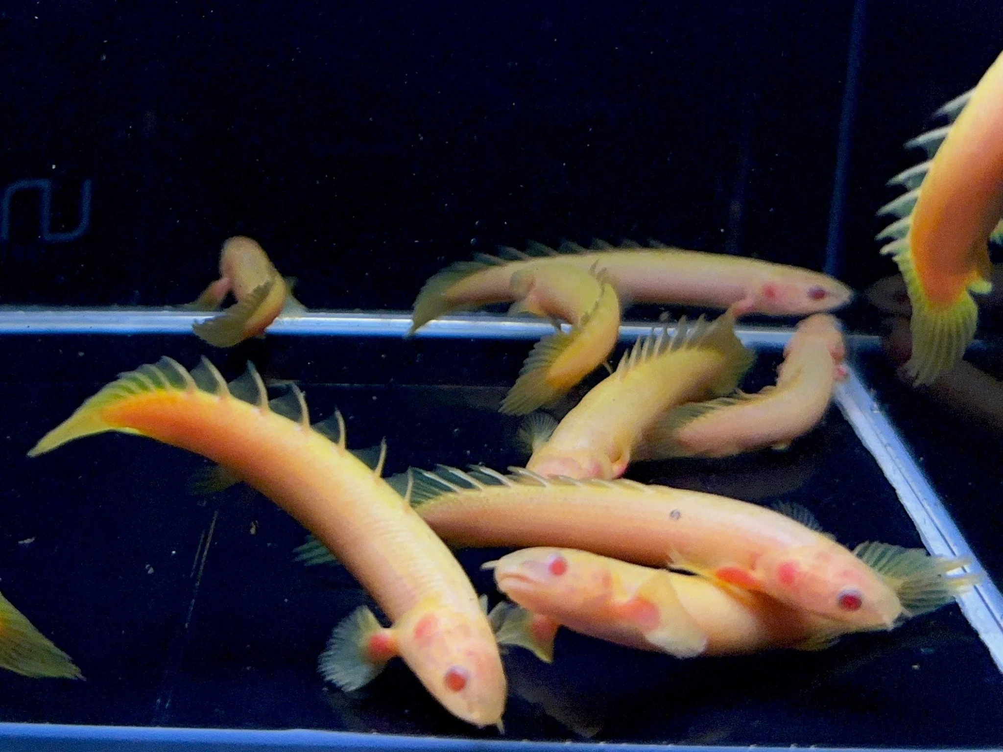 Albino Bichir