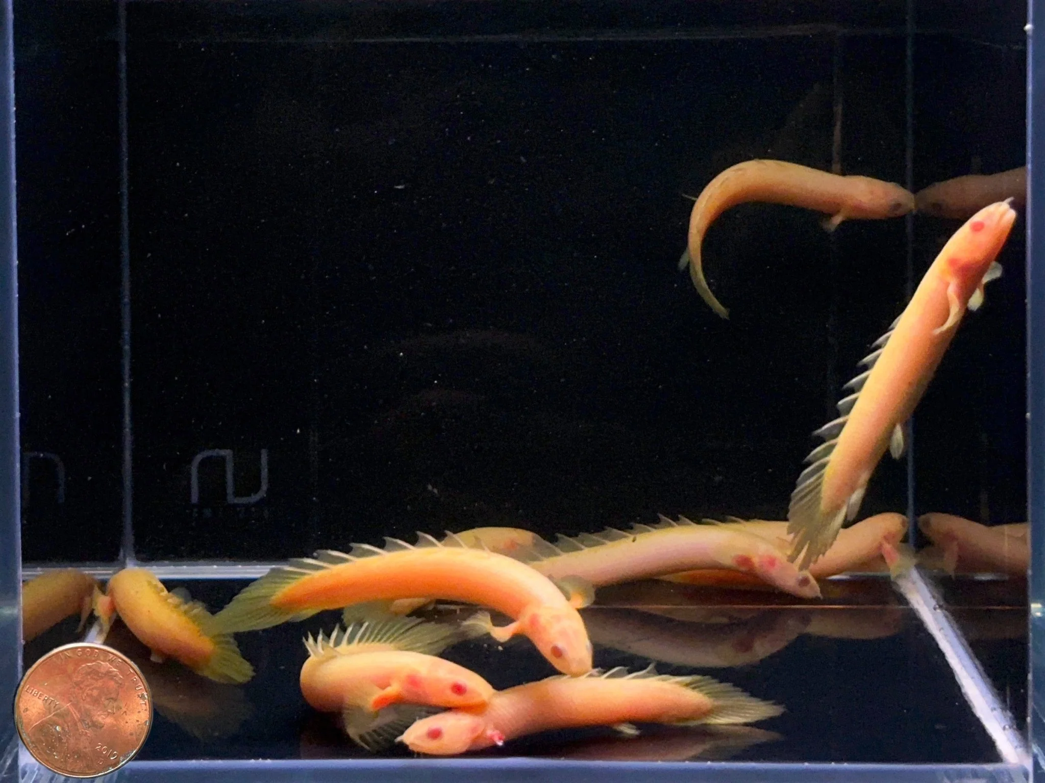 Albino Bichir - Image 2
