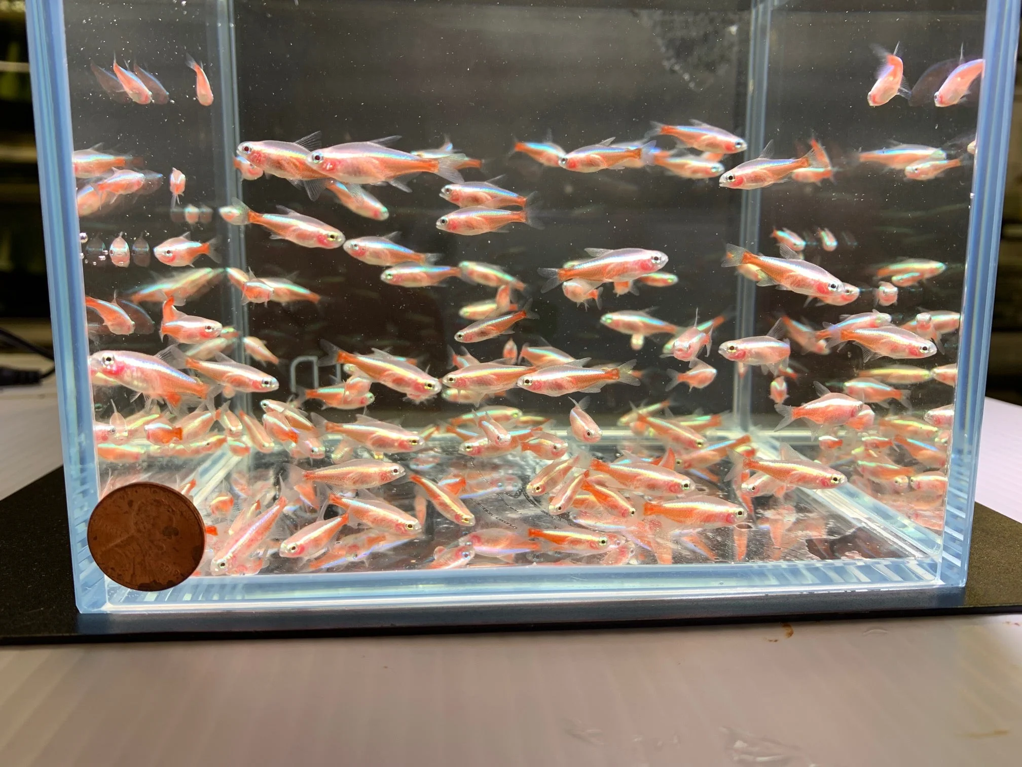 Albino Cardinal Tetra