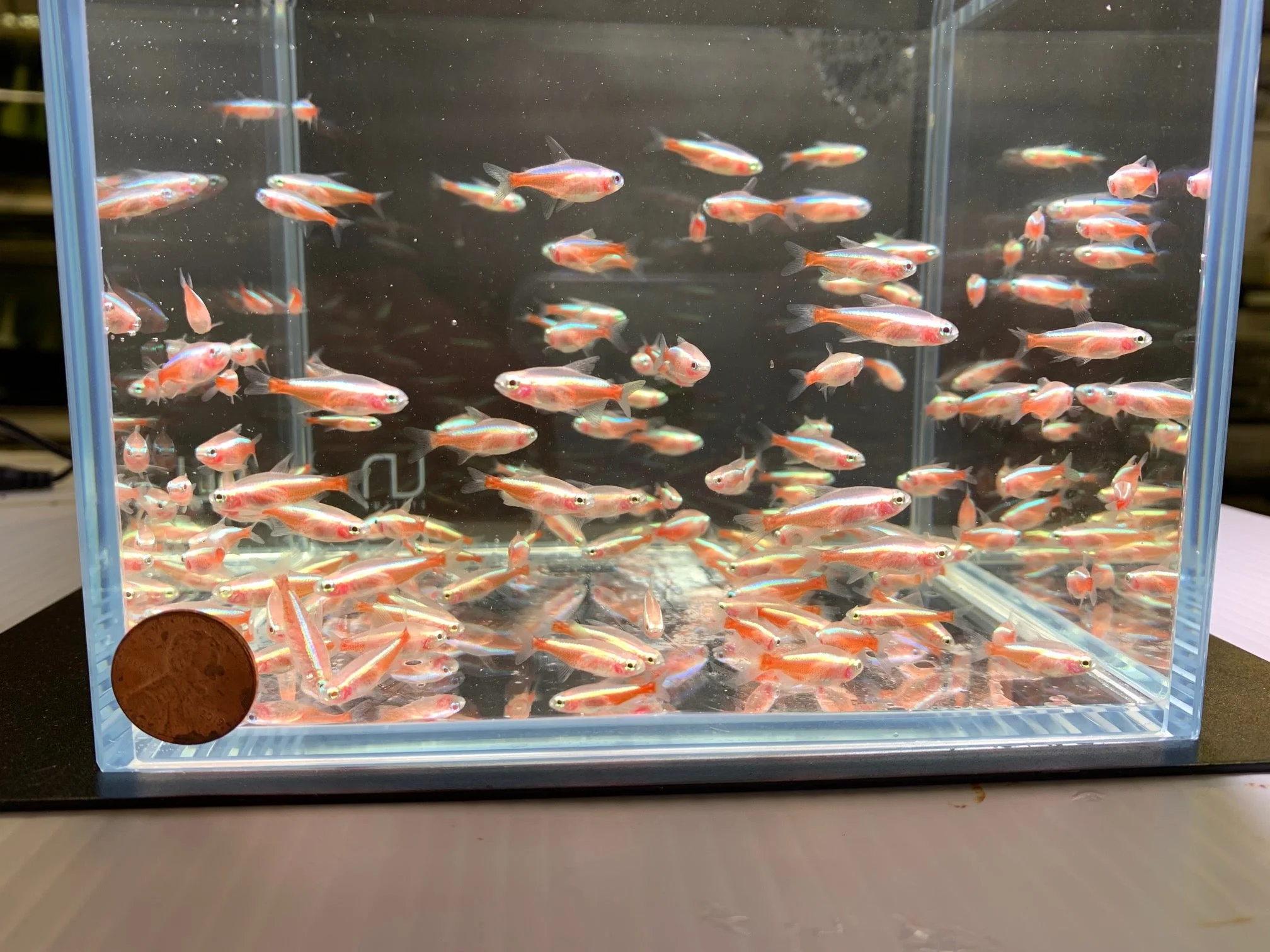 Albino Cardinal Tetra - Image 2