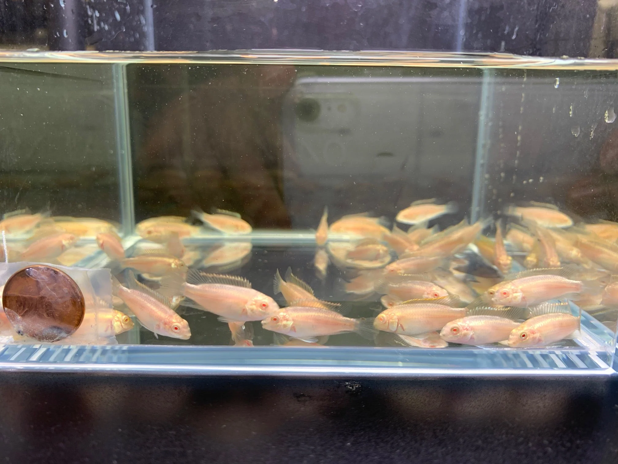 Albino Kribensis