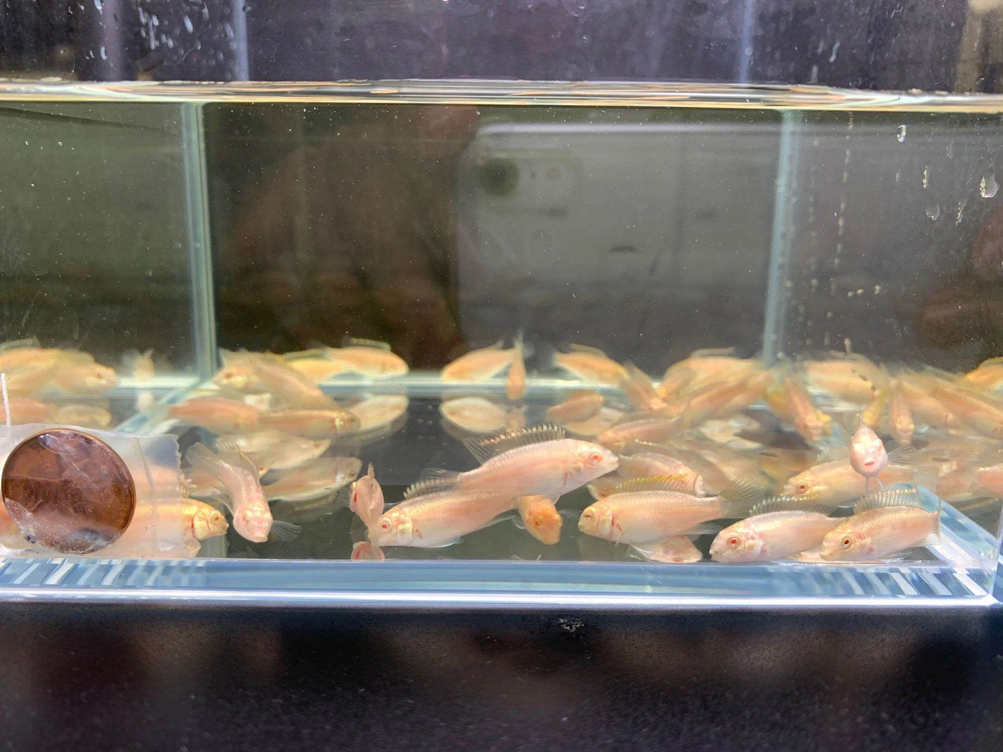 Albino Kribensis - Image 2