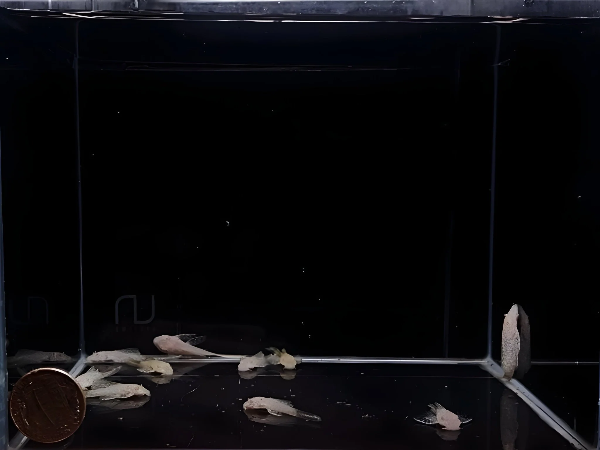 Albino Longfin Bushy nose Pleco (1.0"-1.25") - Image 2