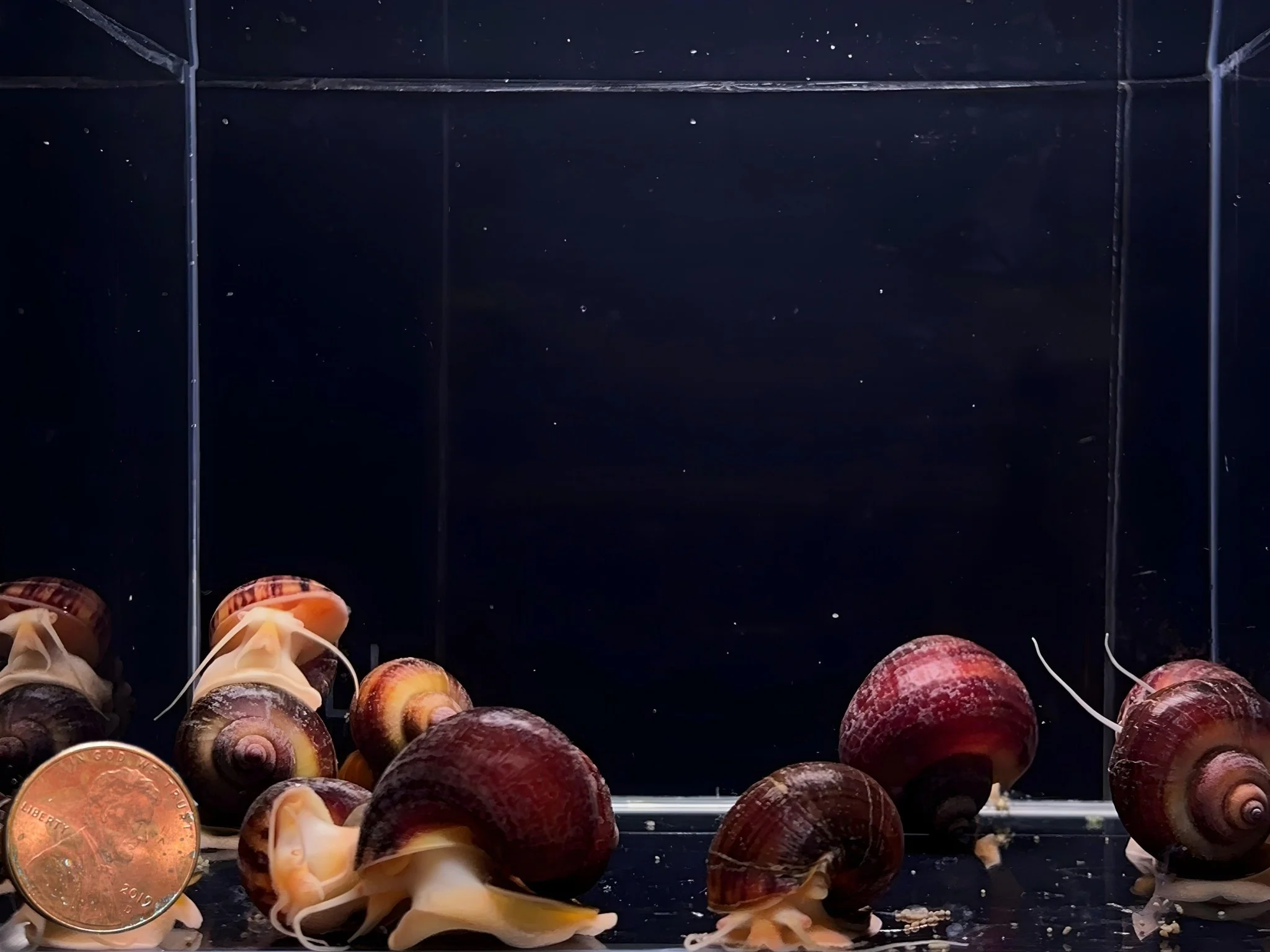Albino Mystery Snail - Image 2