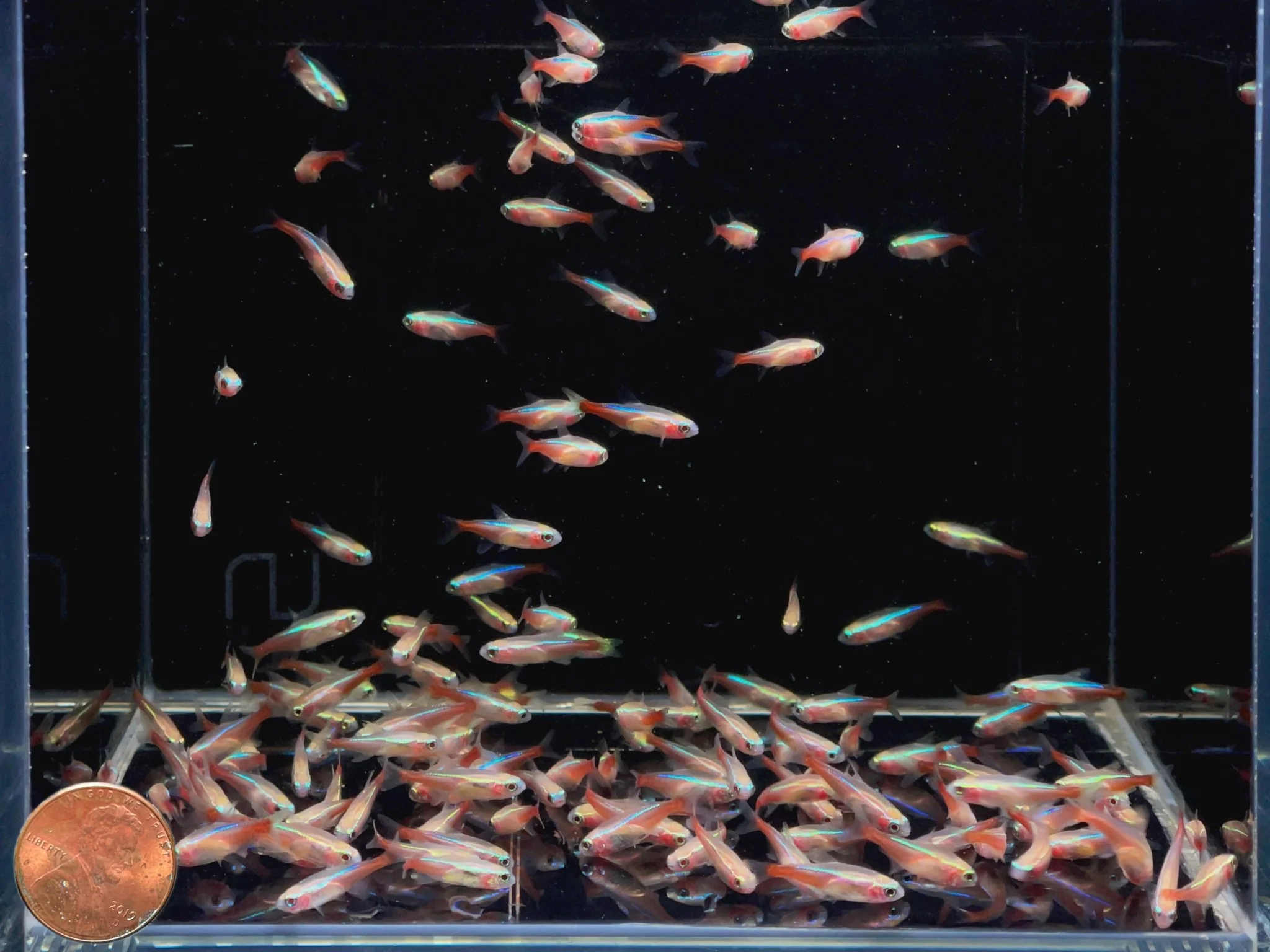 Albino Neon Tetra