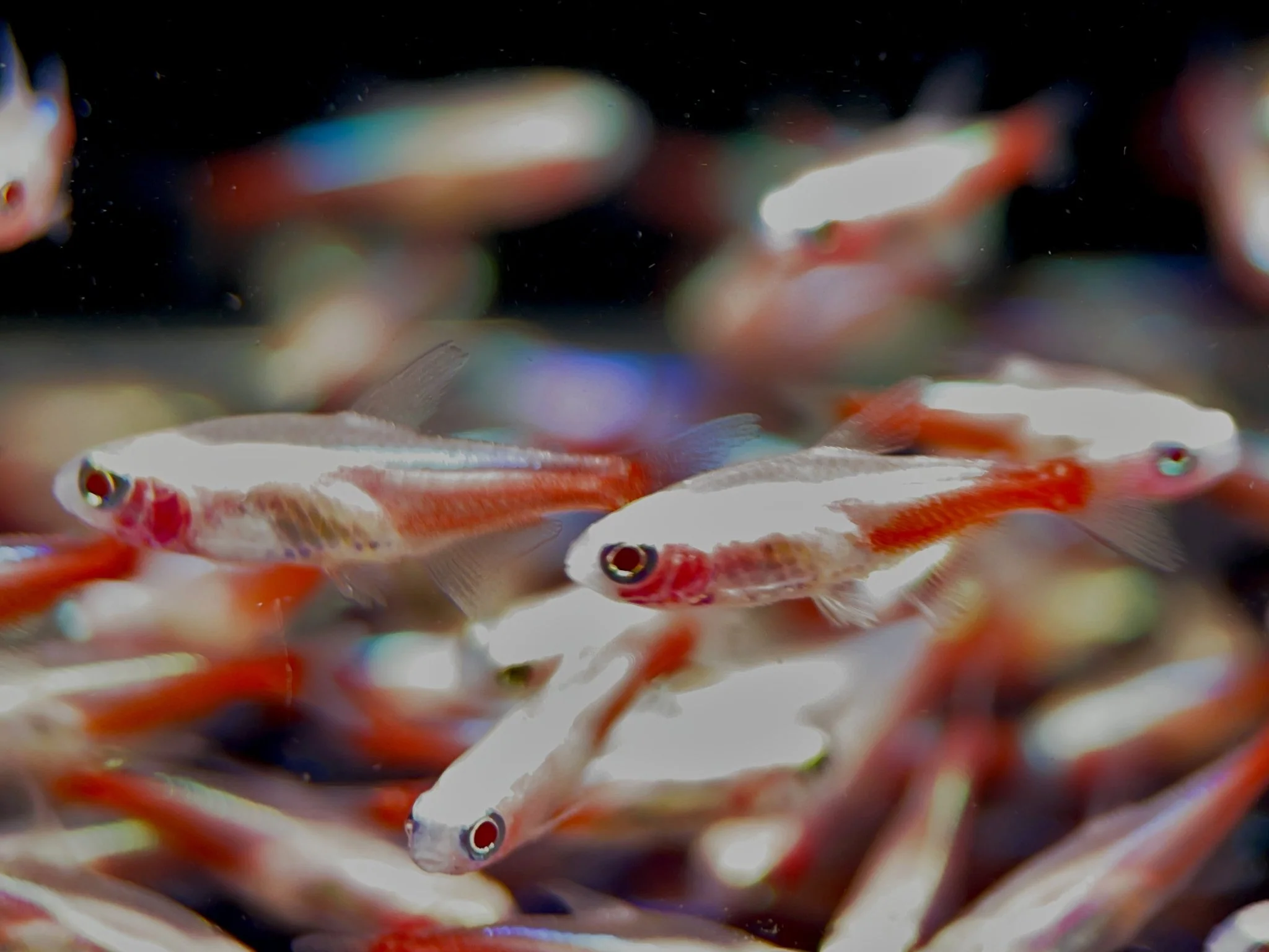 Albino Neon Tetra - Image 2