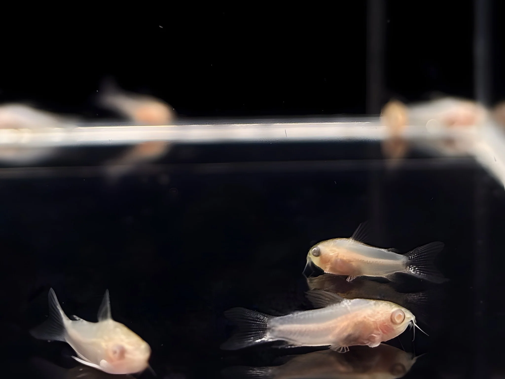 Albino Pygmy Corydora