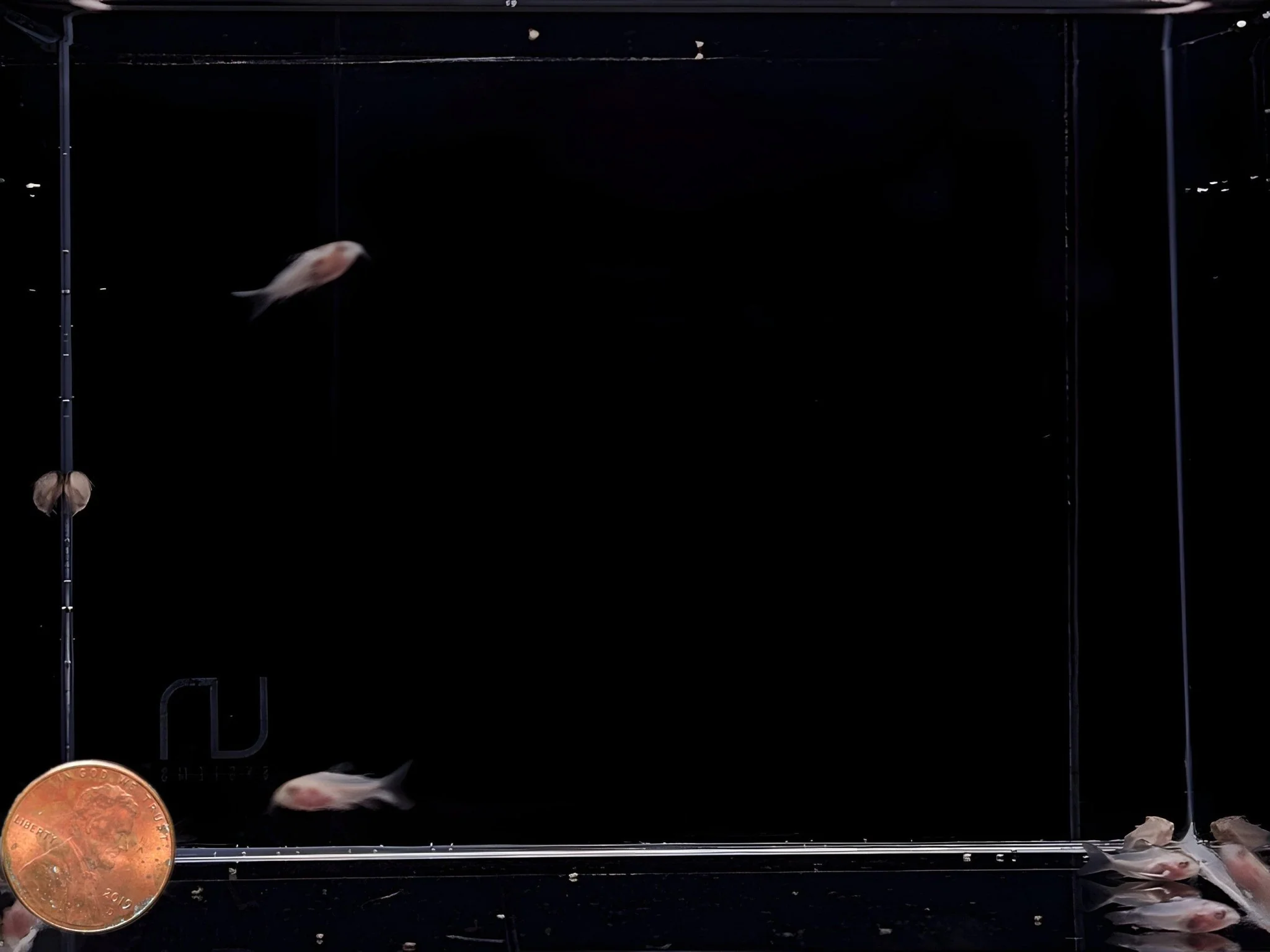 Albino Pygmy Corydora - Image 2