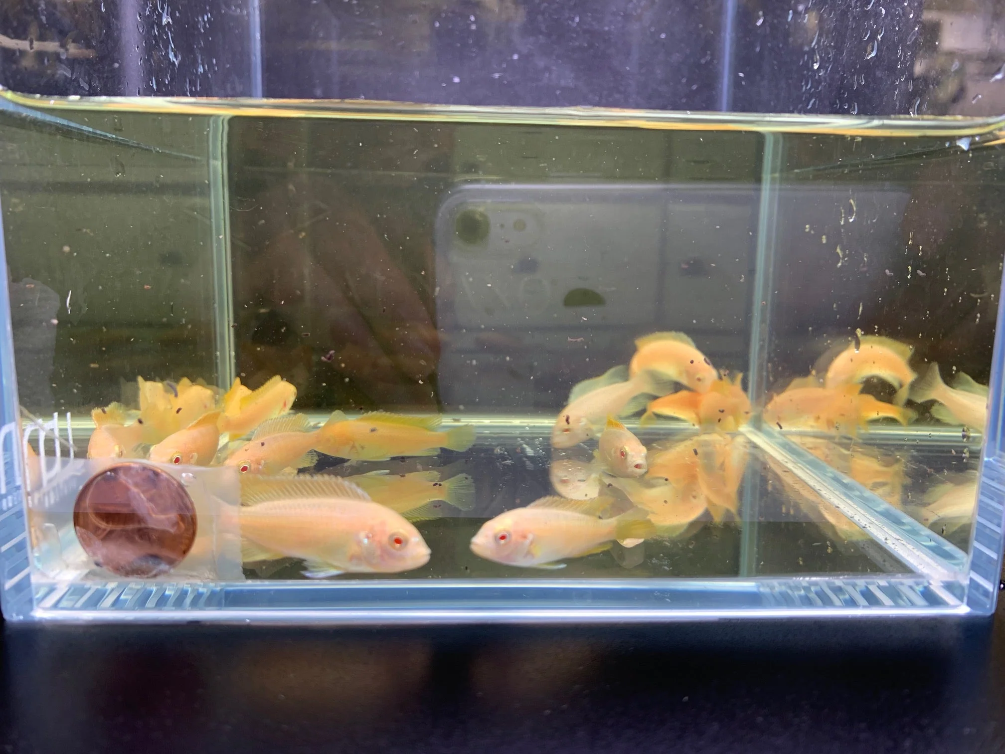Albino Red Top Zebra Cichlid