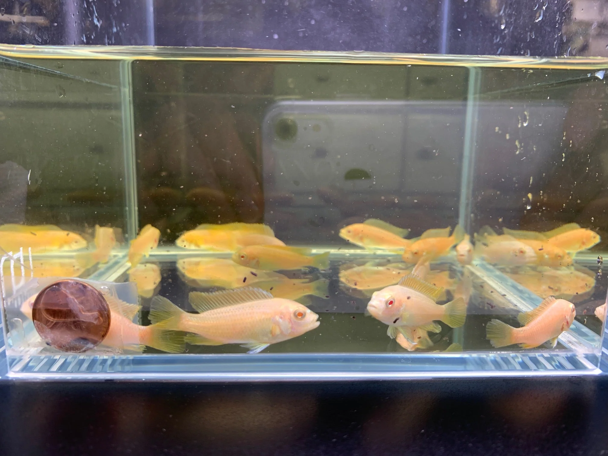 Albino Red Top Zebra Cichlid - Image 2