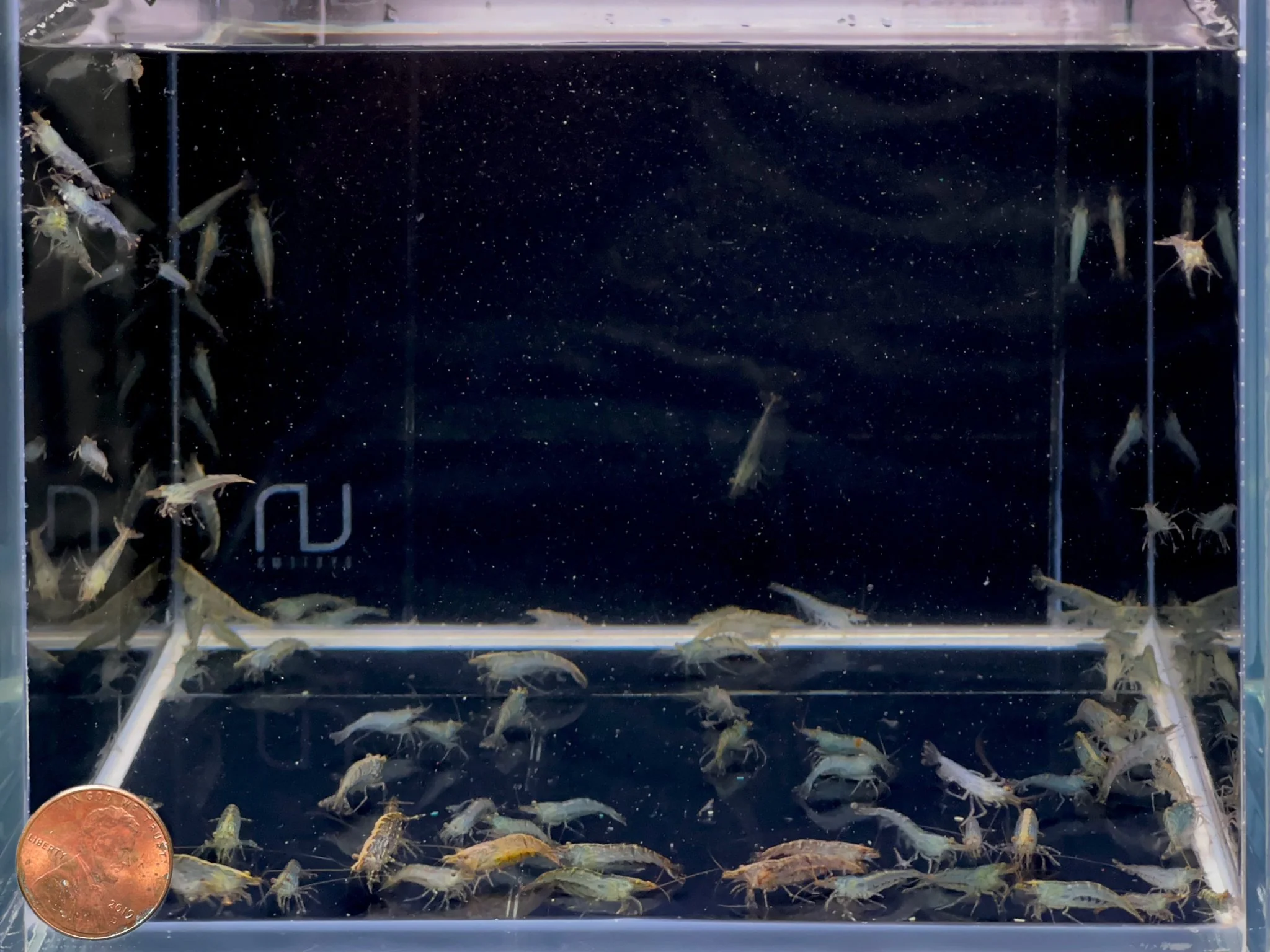 Algae Eating Shrimp - Image 2
