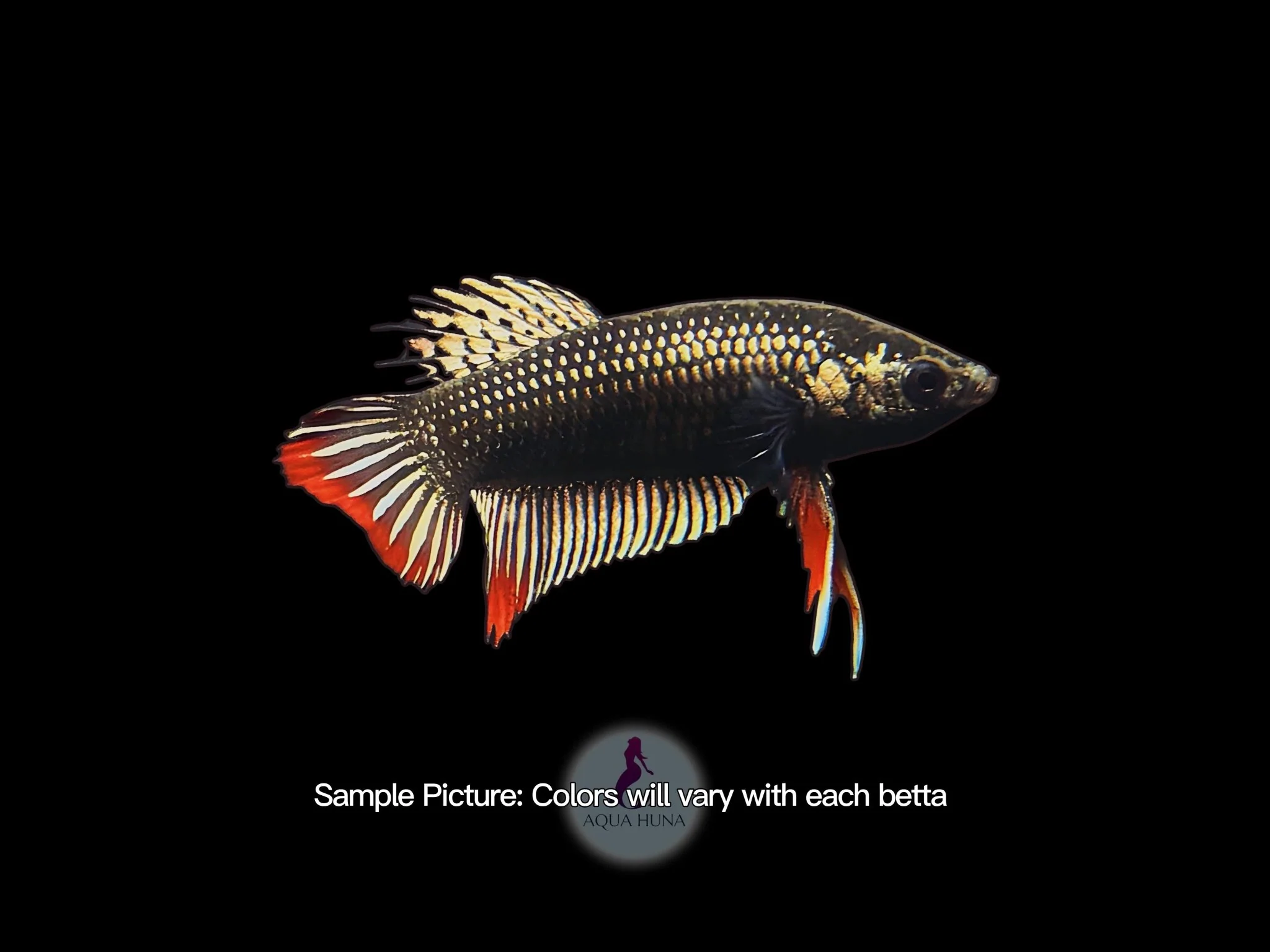 Alien Copper Steel Red Betta
