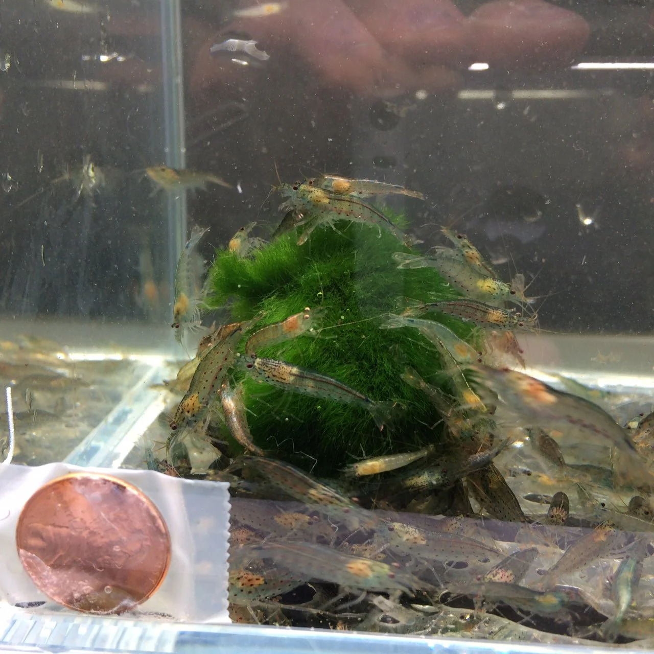 Amano Shrimp S - Image 3
