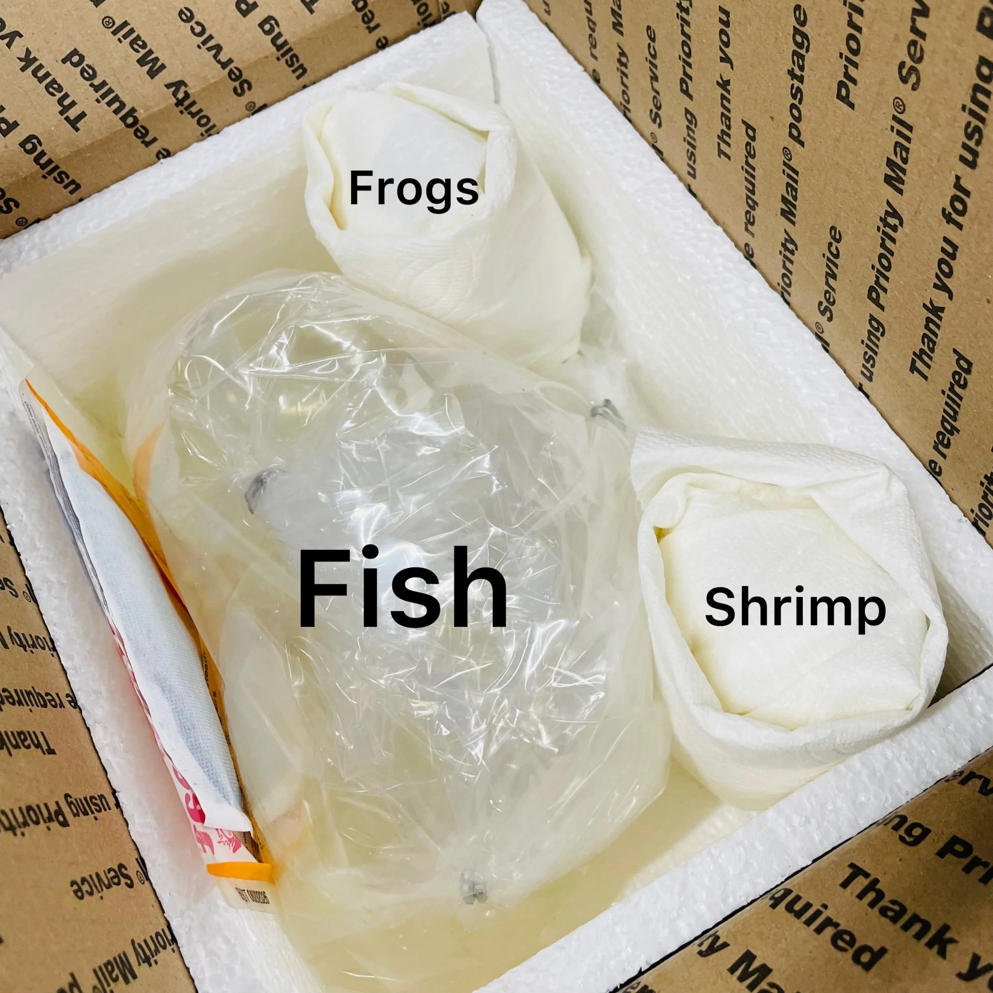 Amano Shrimp S - Image 4