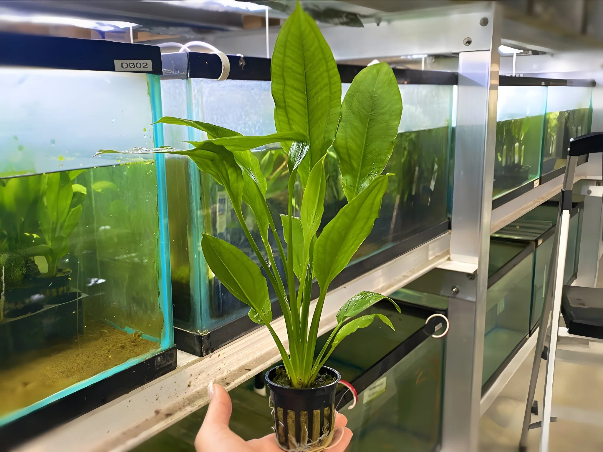 Amazon Sword - Potted Plant