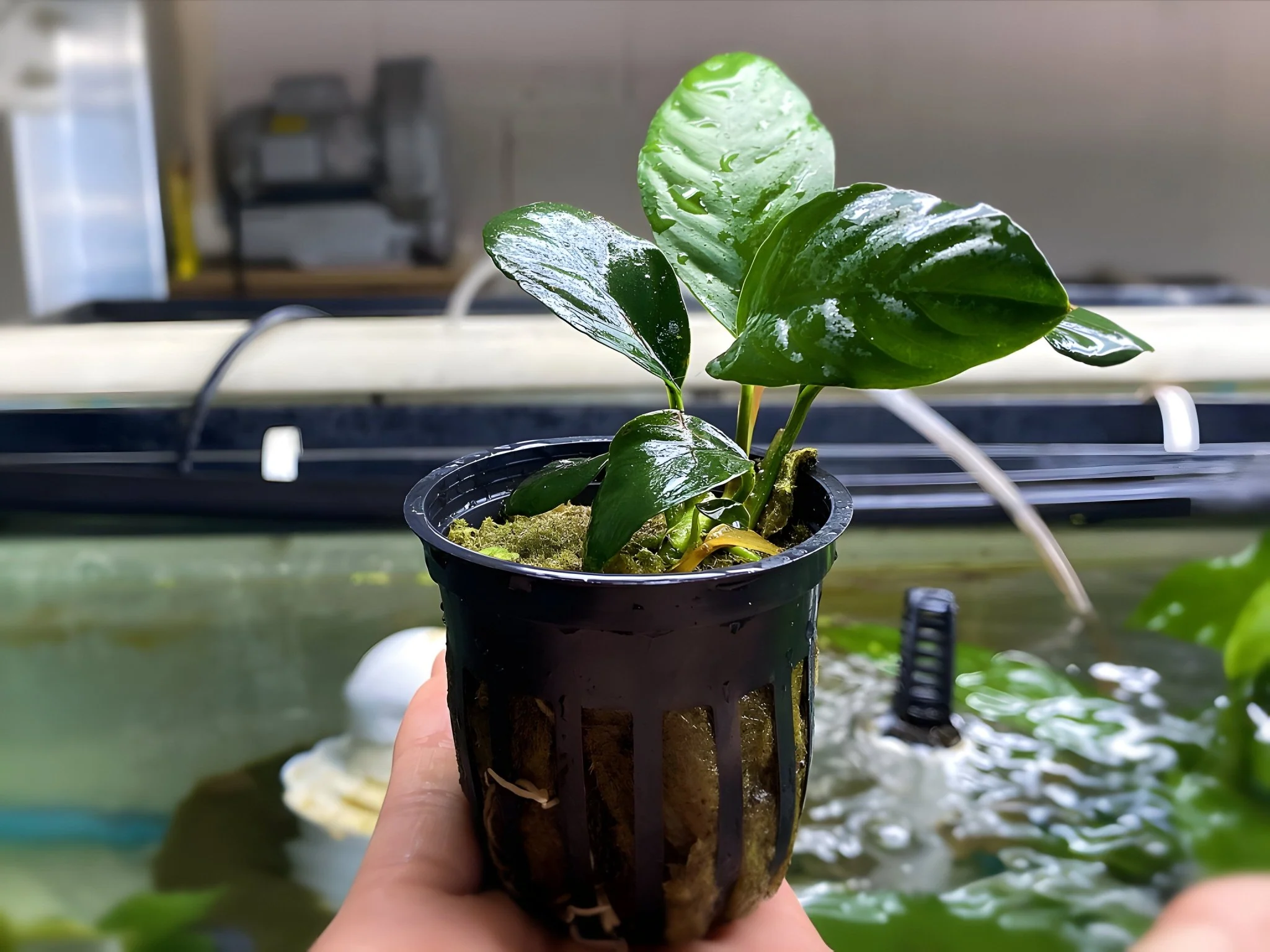 Anubias Coffeefolia - Potted Plant