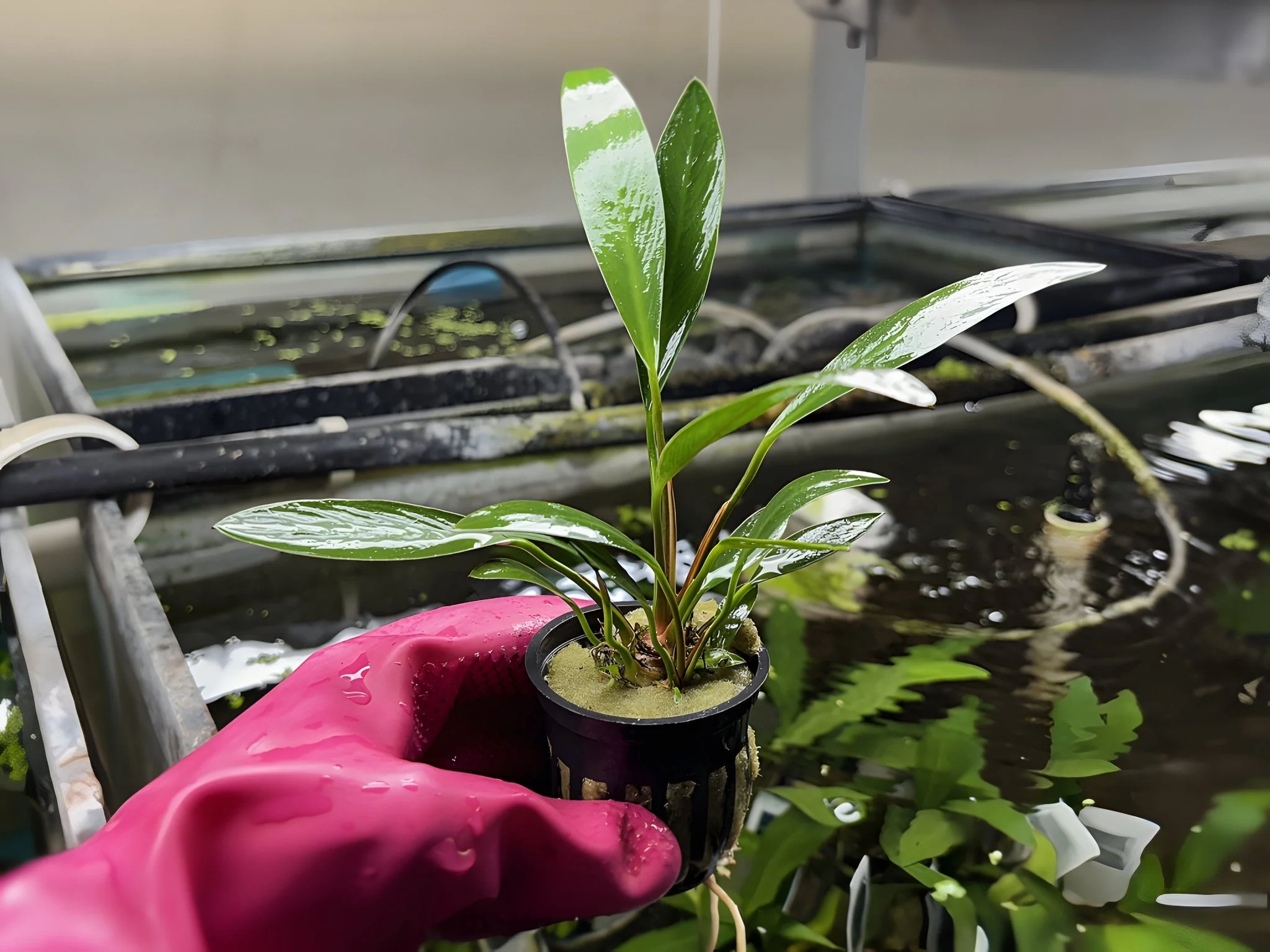 Anubias Lanceolata - Potted Plant