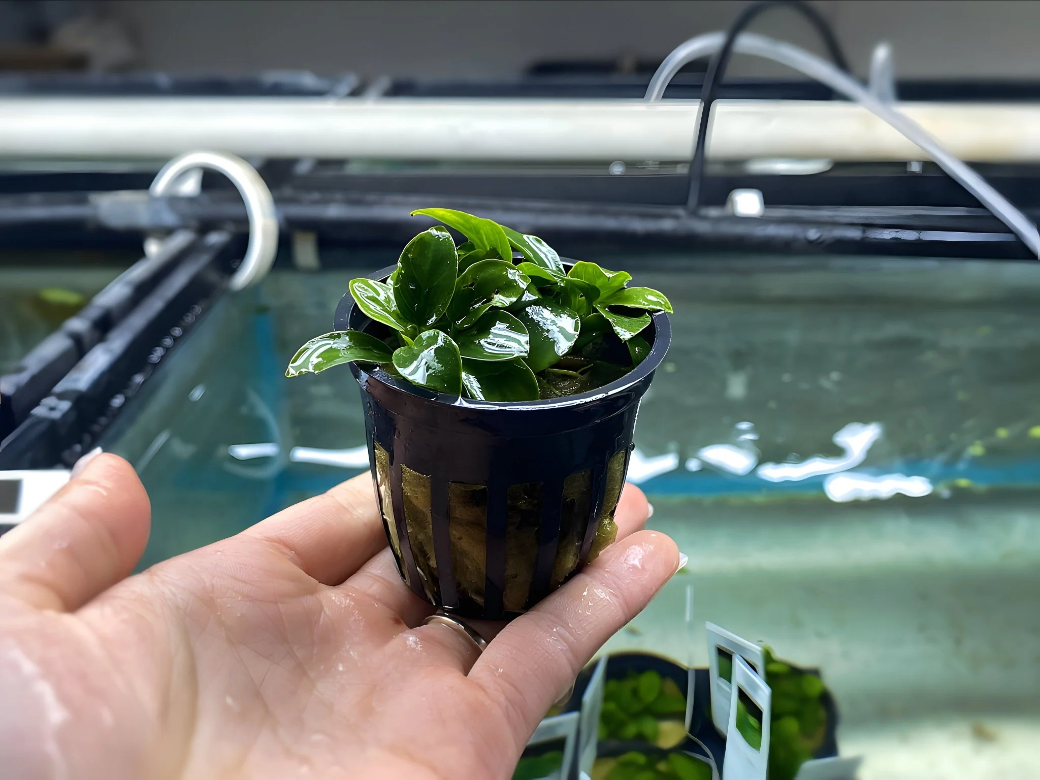 Anubias Nana Petite - Potted Plant