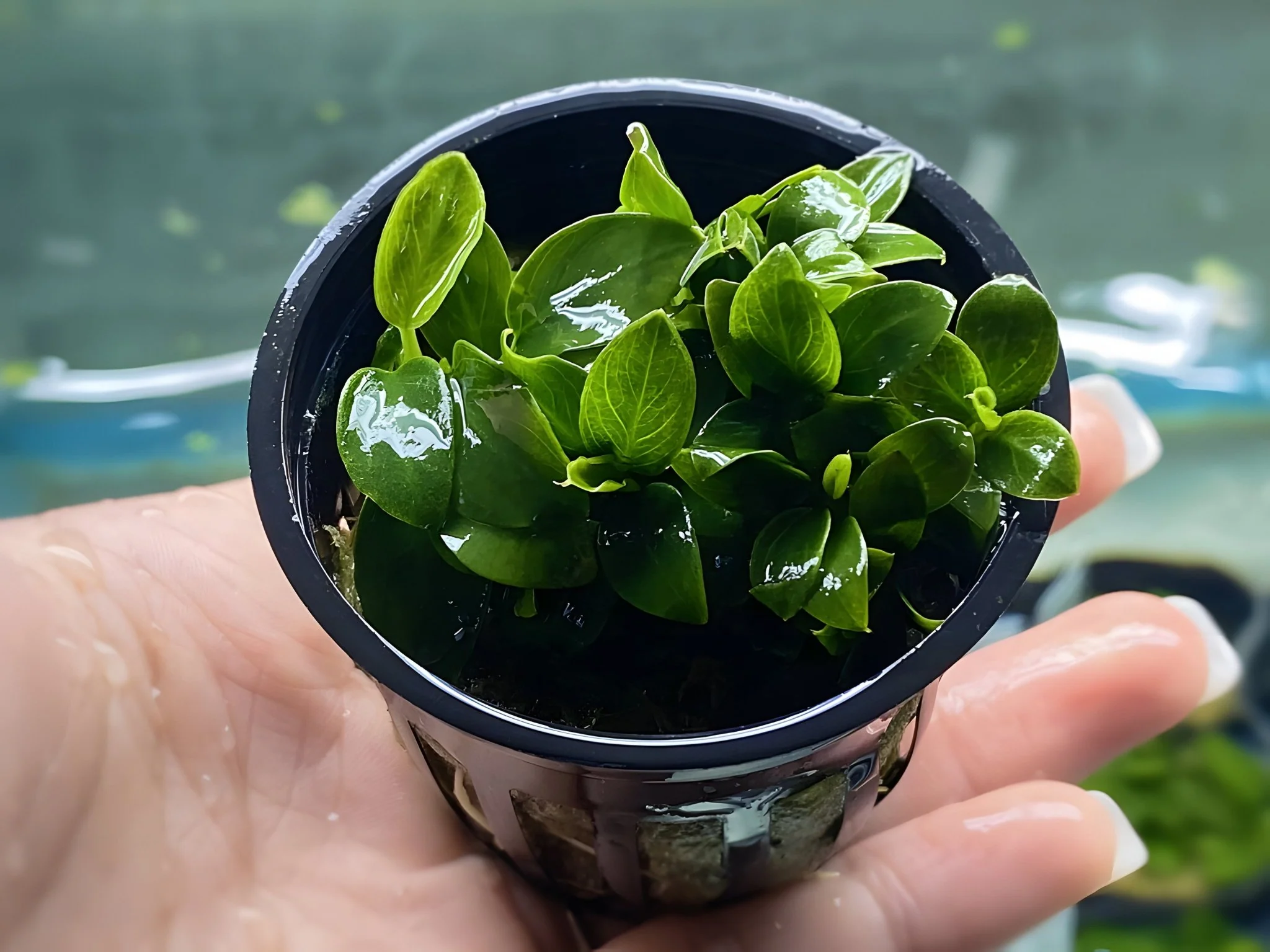 Anubias Nana Petite - Potted Plant - Image 2