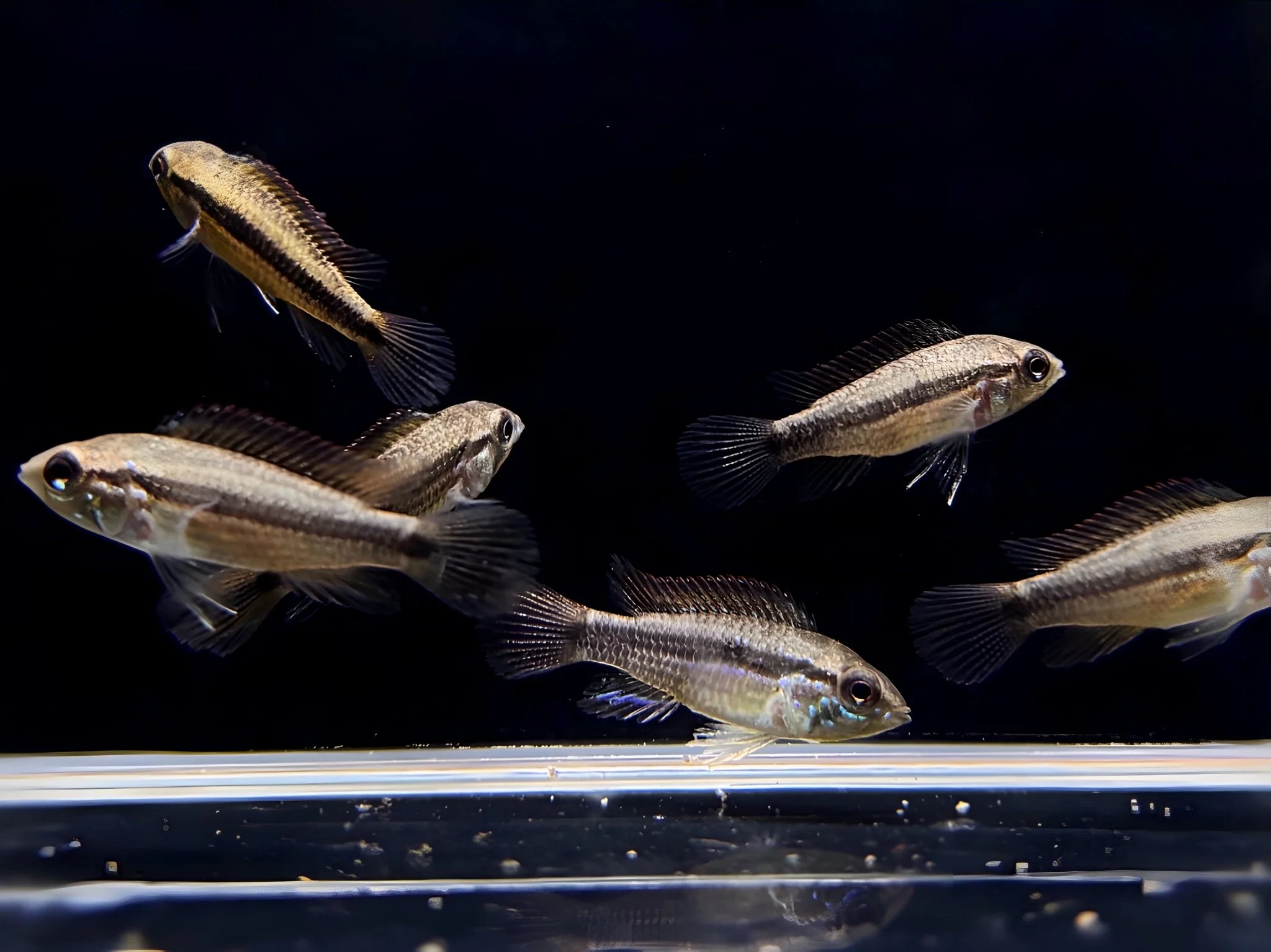 Apistogramma Agassizi Double Red