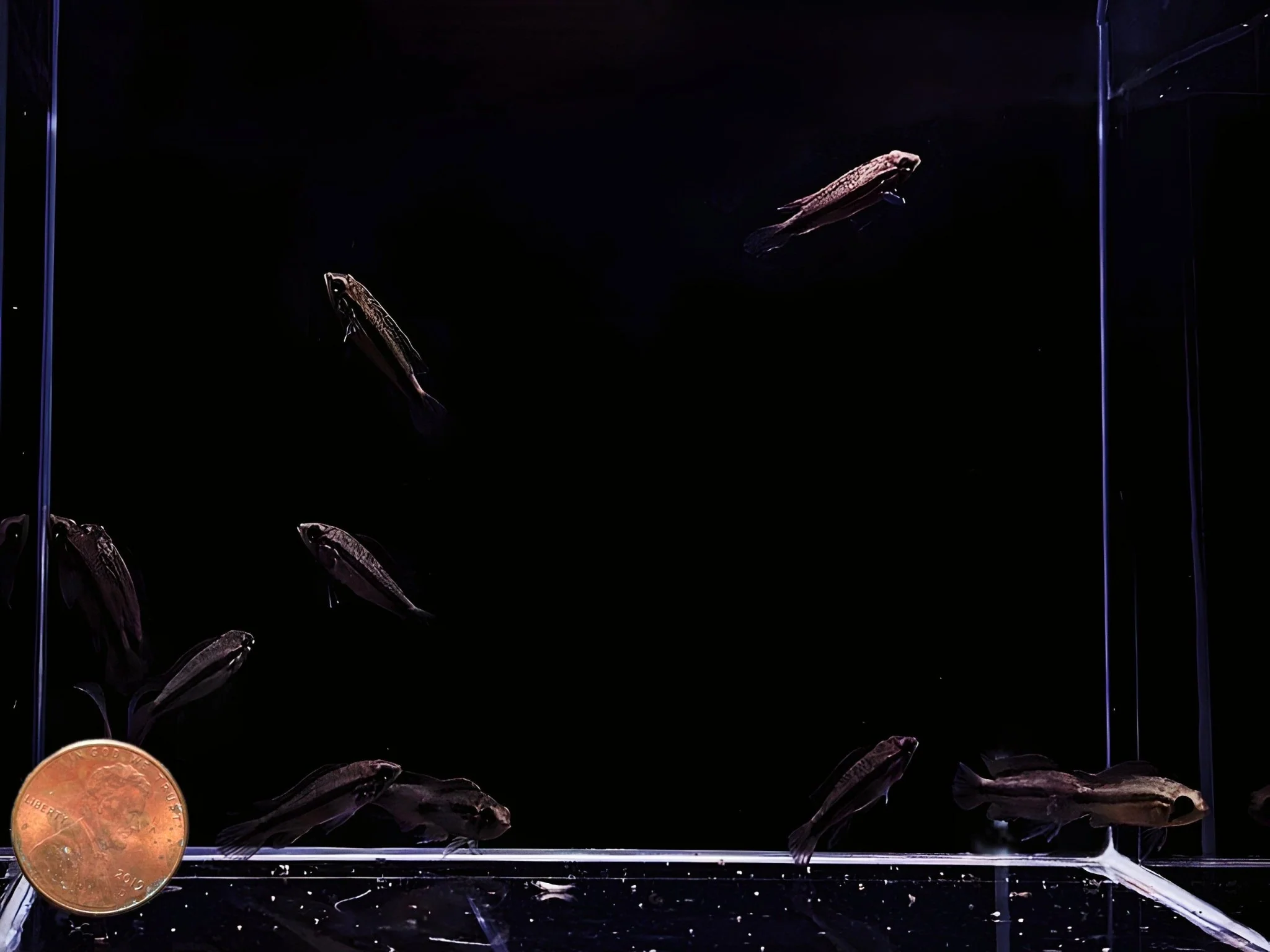 Apistogramma Agassizi Double Red - Image 2
