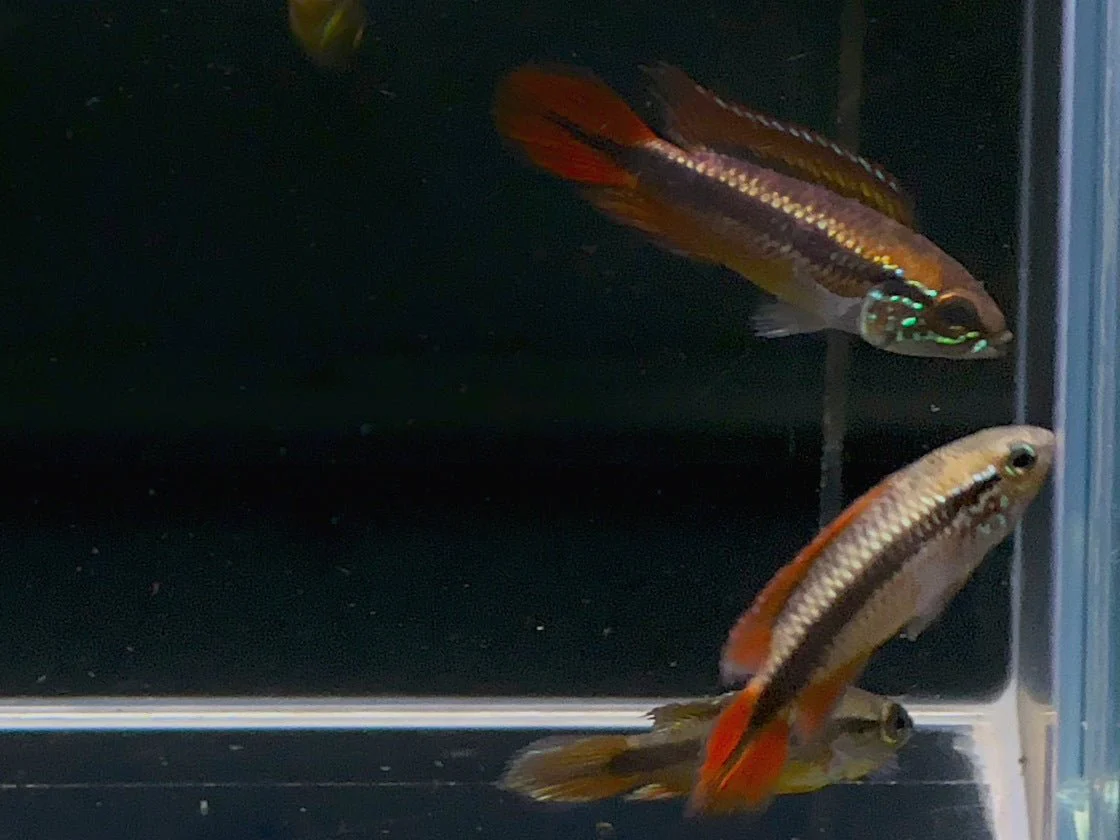 Apistogramma Agassizi Super Red