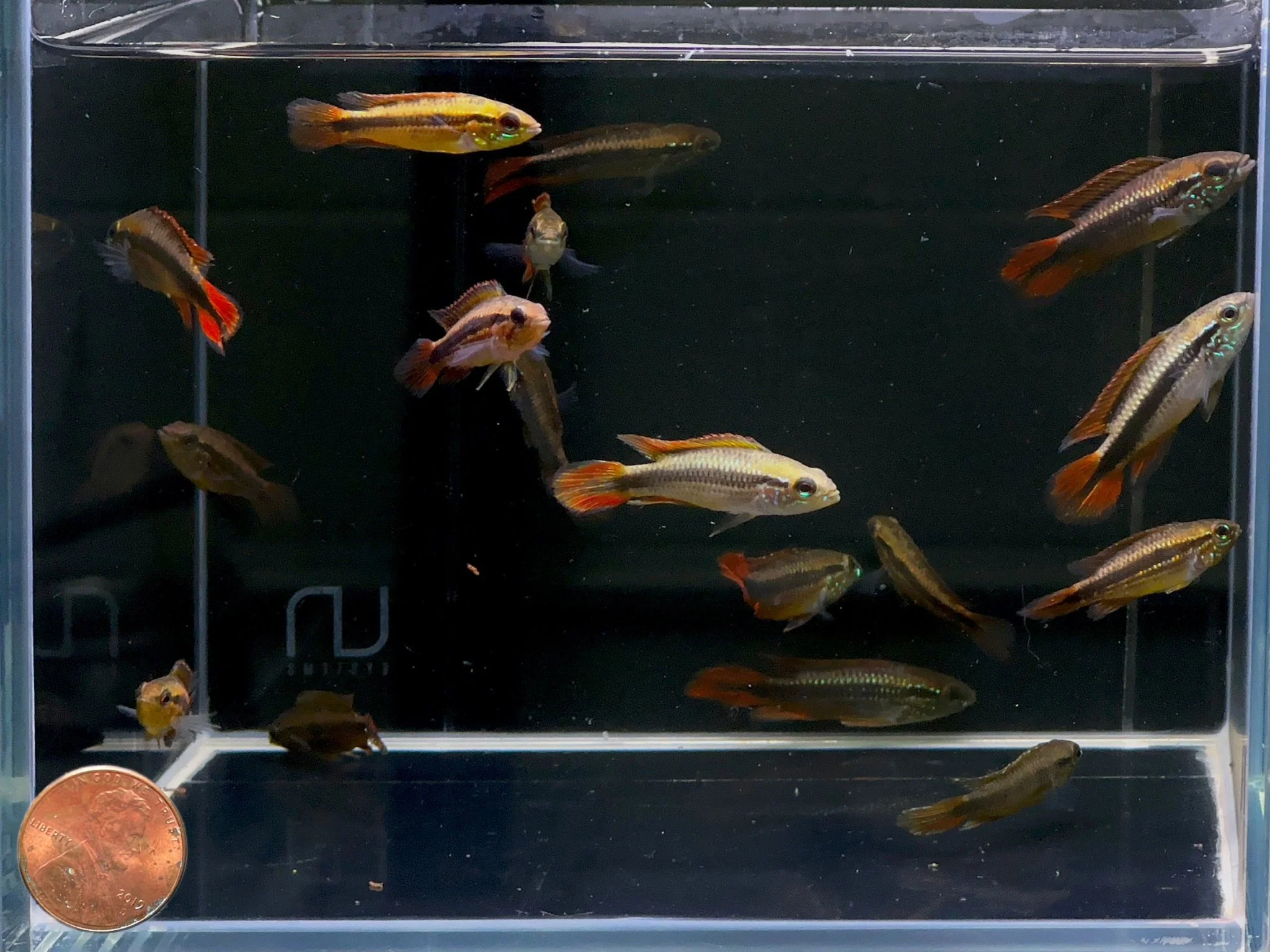 Apistogramma Agassizi Super Red - Image 2