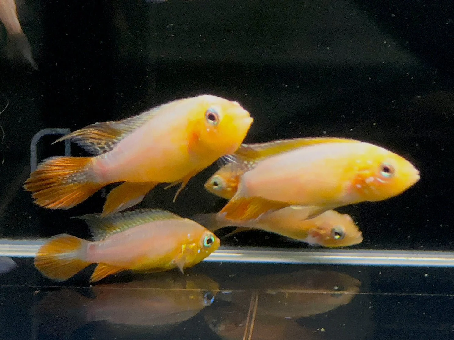 Apistogramma Agassizi Fire Red
