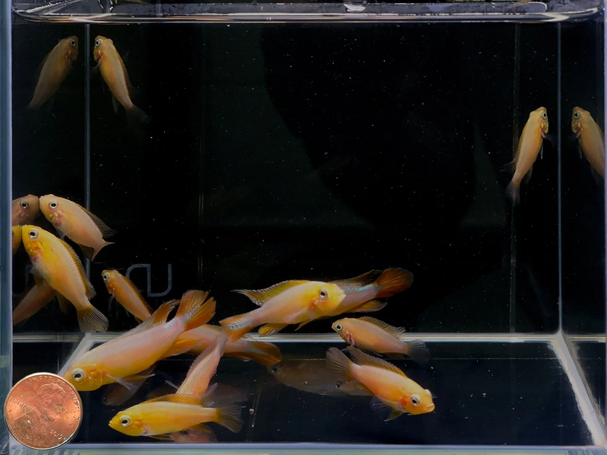 Apistogramma Agassizi Fire Red - Image 2