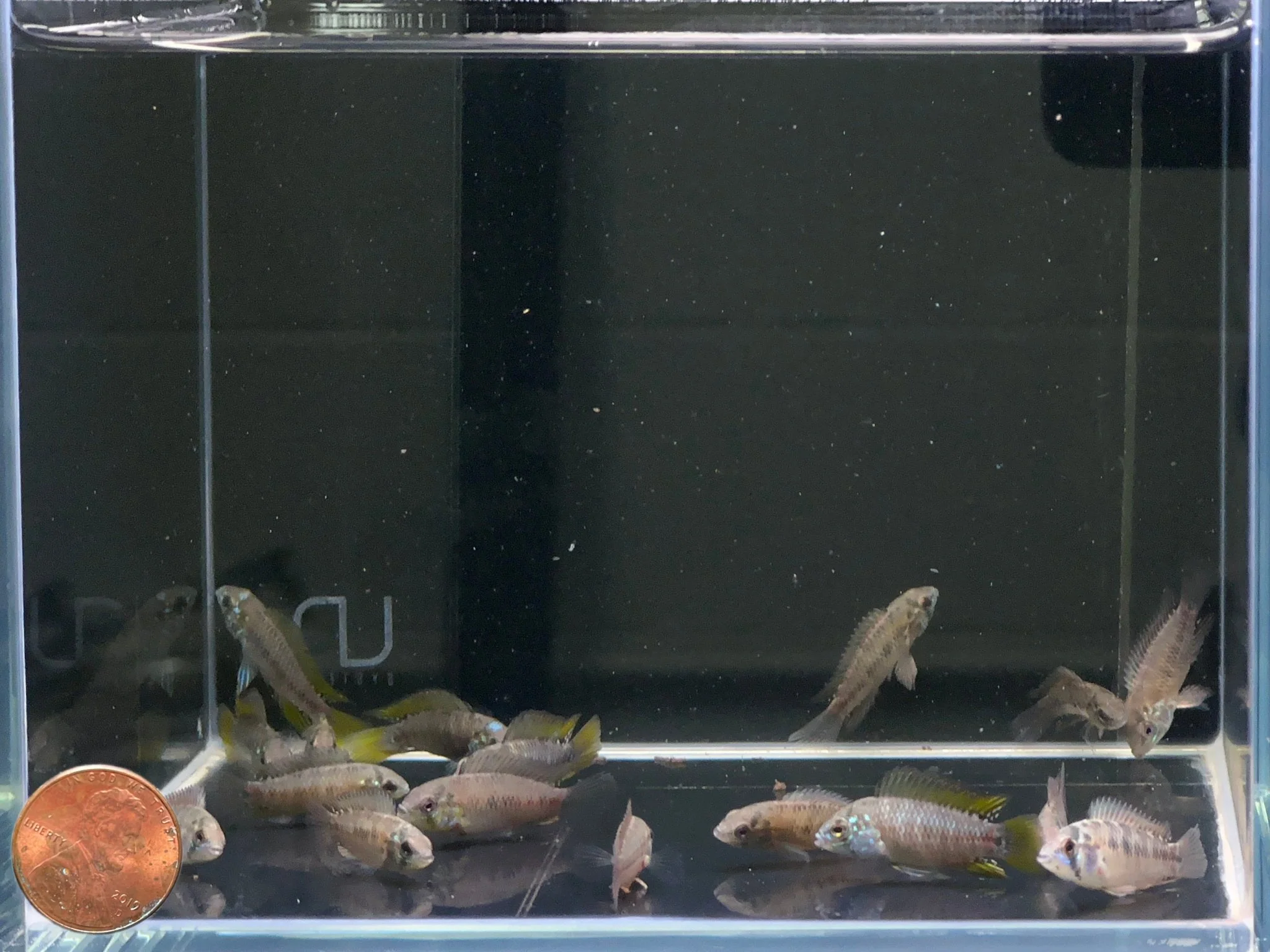Apistogramma Borellii Opal - Image 2