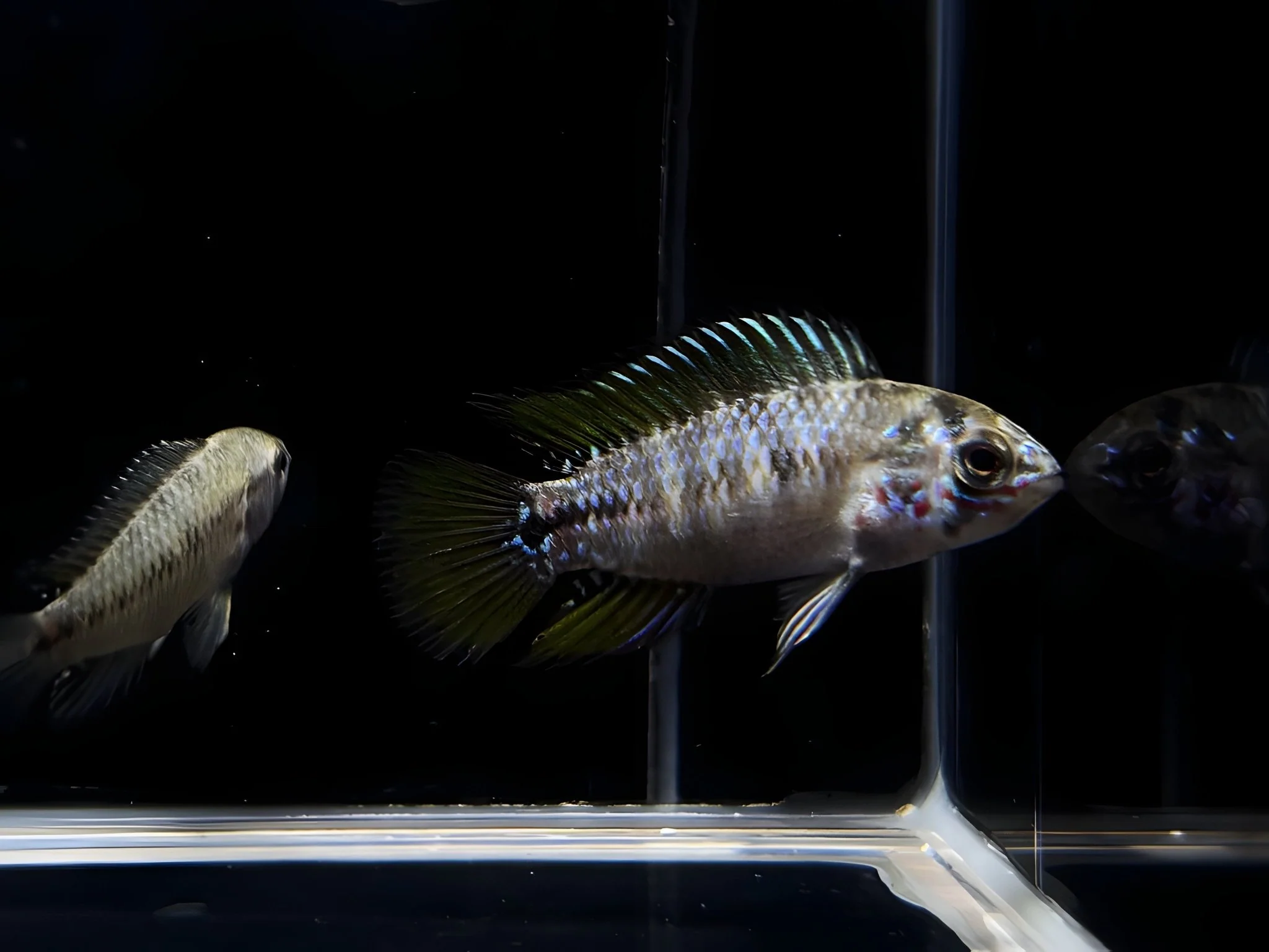 Apistogramma Sp. Opal