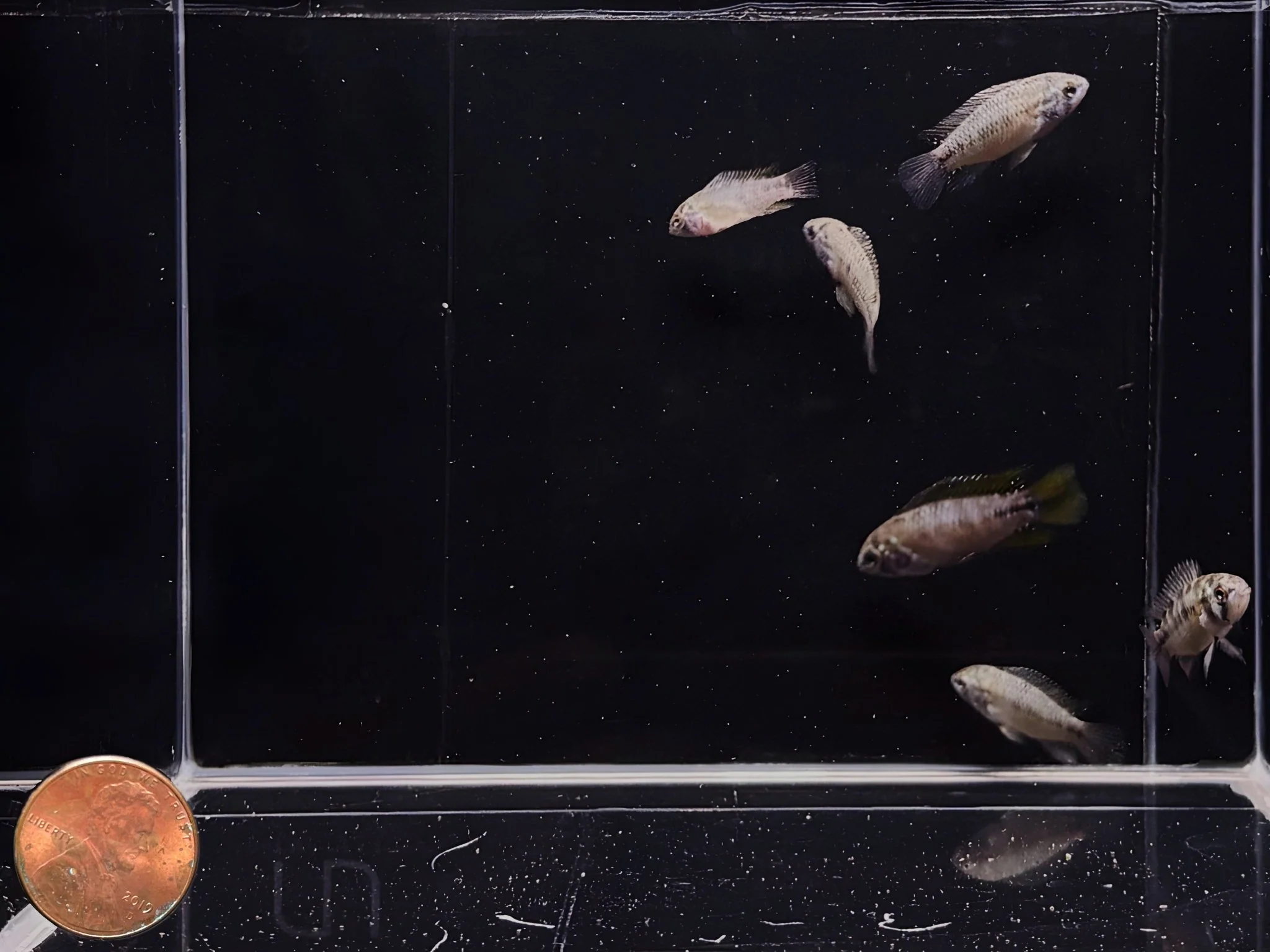 Apistogramma Sp. Opal - Image 2