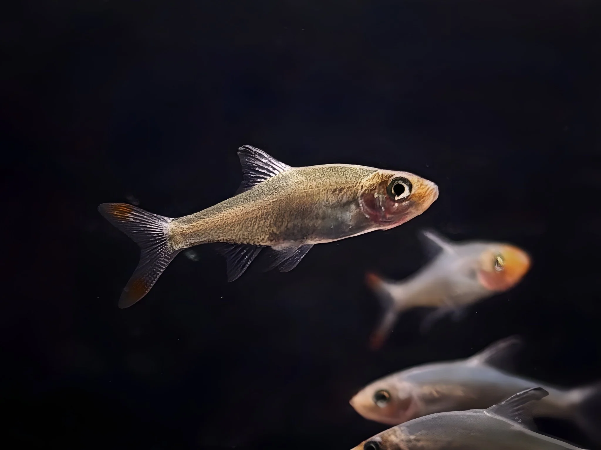 Asia Rummynose Rasbora