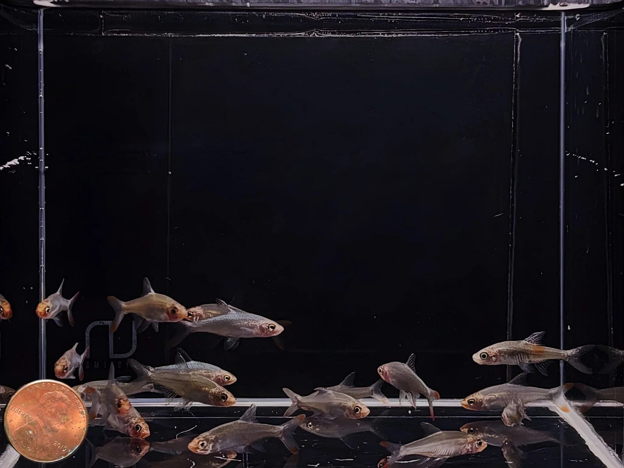 Asia Rummynose Rasbora - Image 2