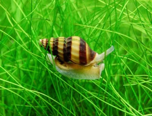 Assassin Snail