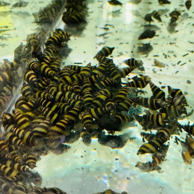 Assassin Snail - Image 2