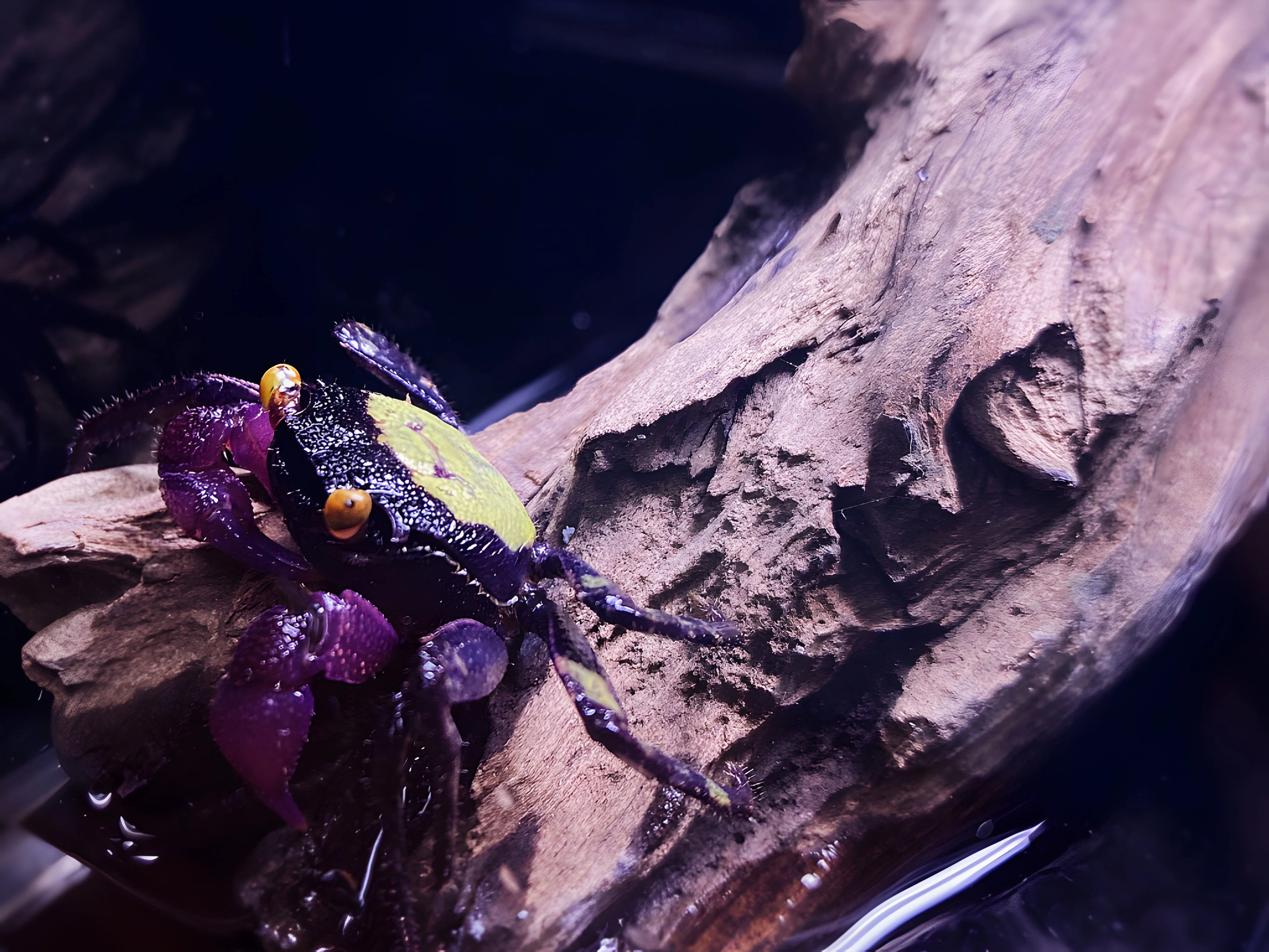 Assorted Vampire Crab