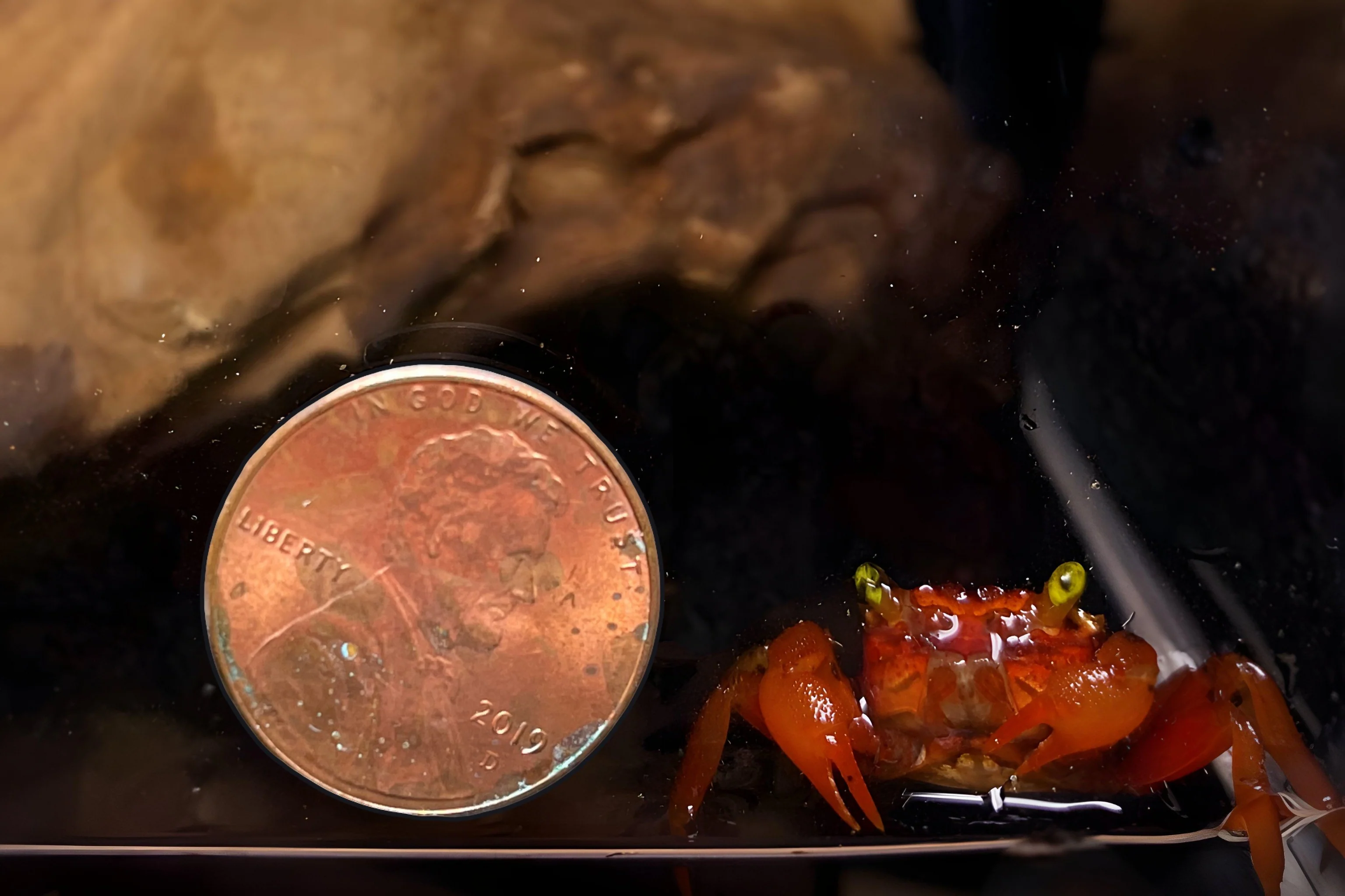 Assorted Vampire Crab - Image 4
