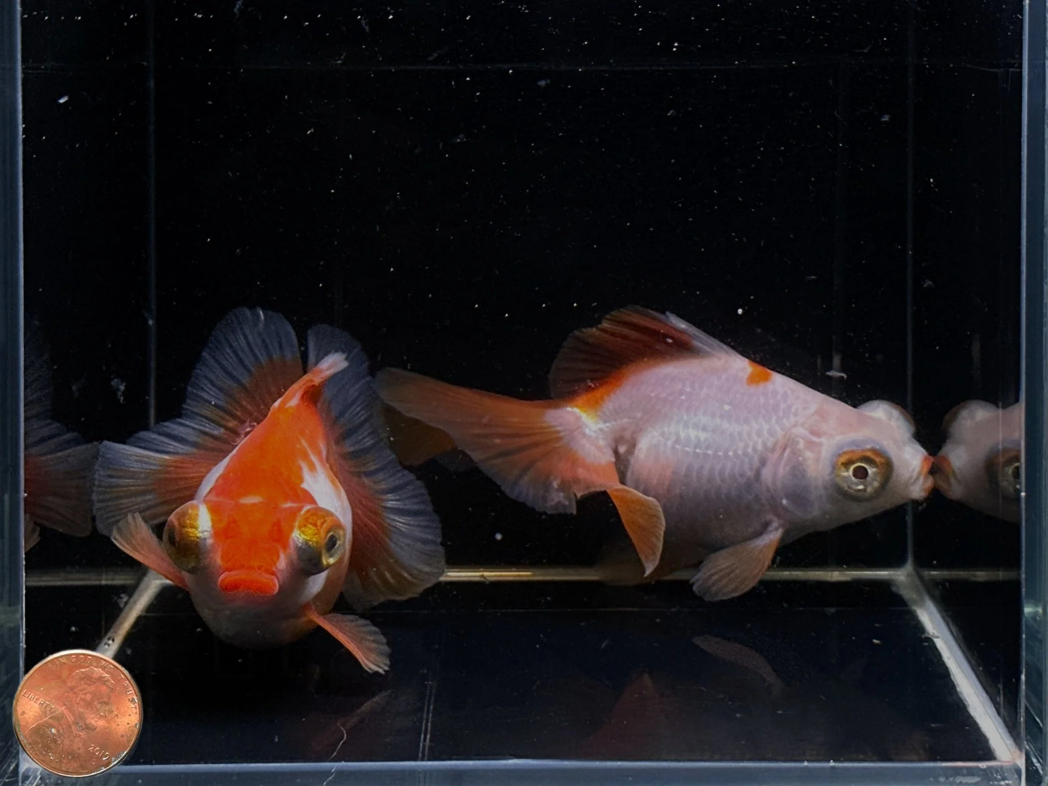 Assorted Butterfly Tail Goldfish - 4-4.5" - Image 2