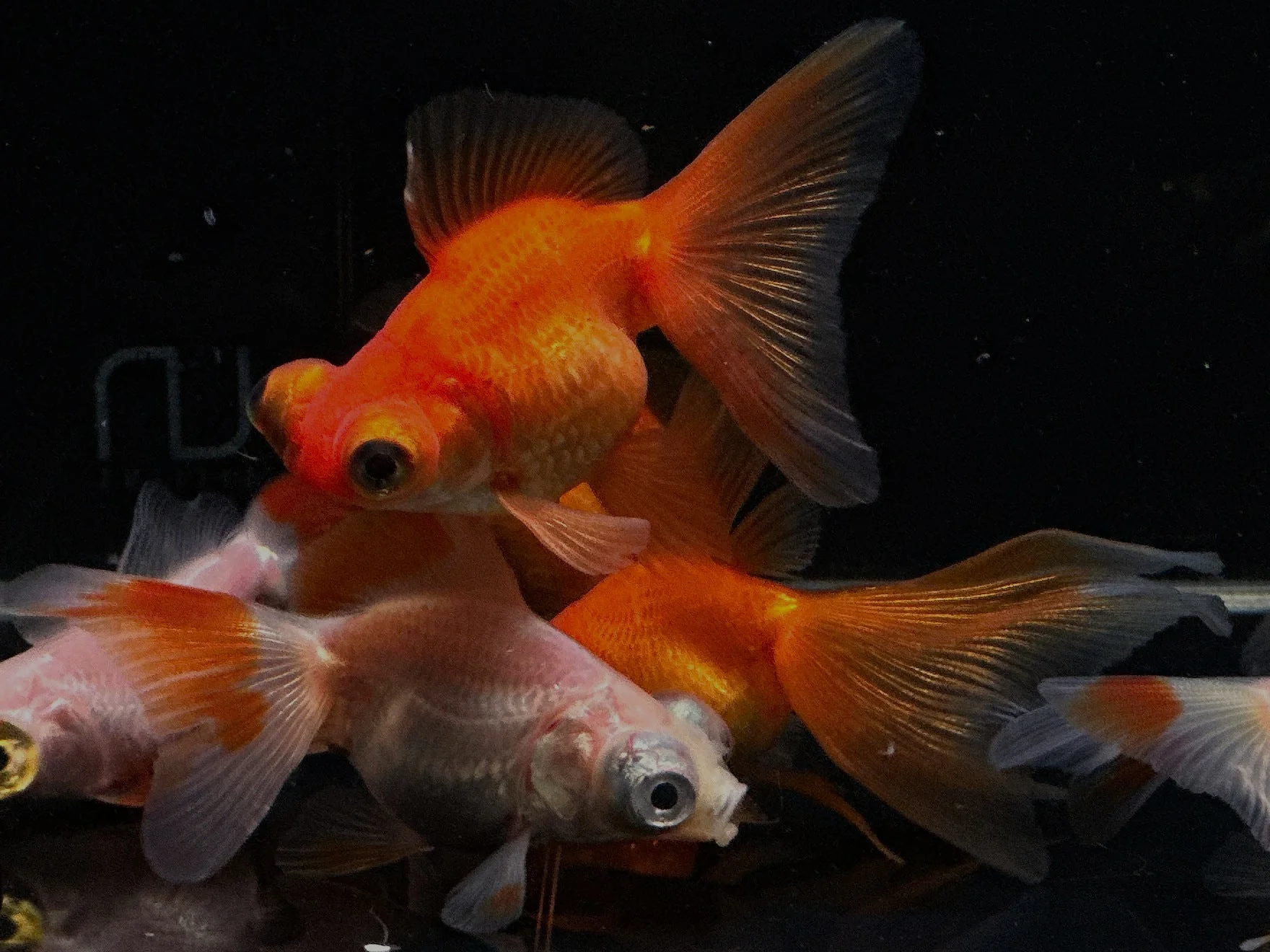 Assorted Butterfly Tail Goldfish - 2-2.5"