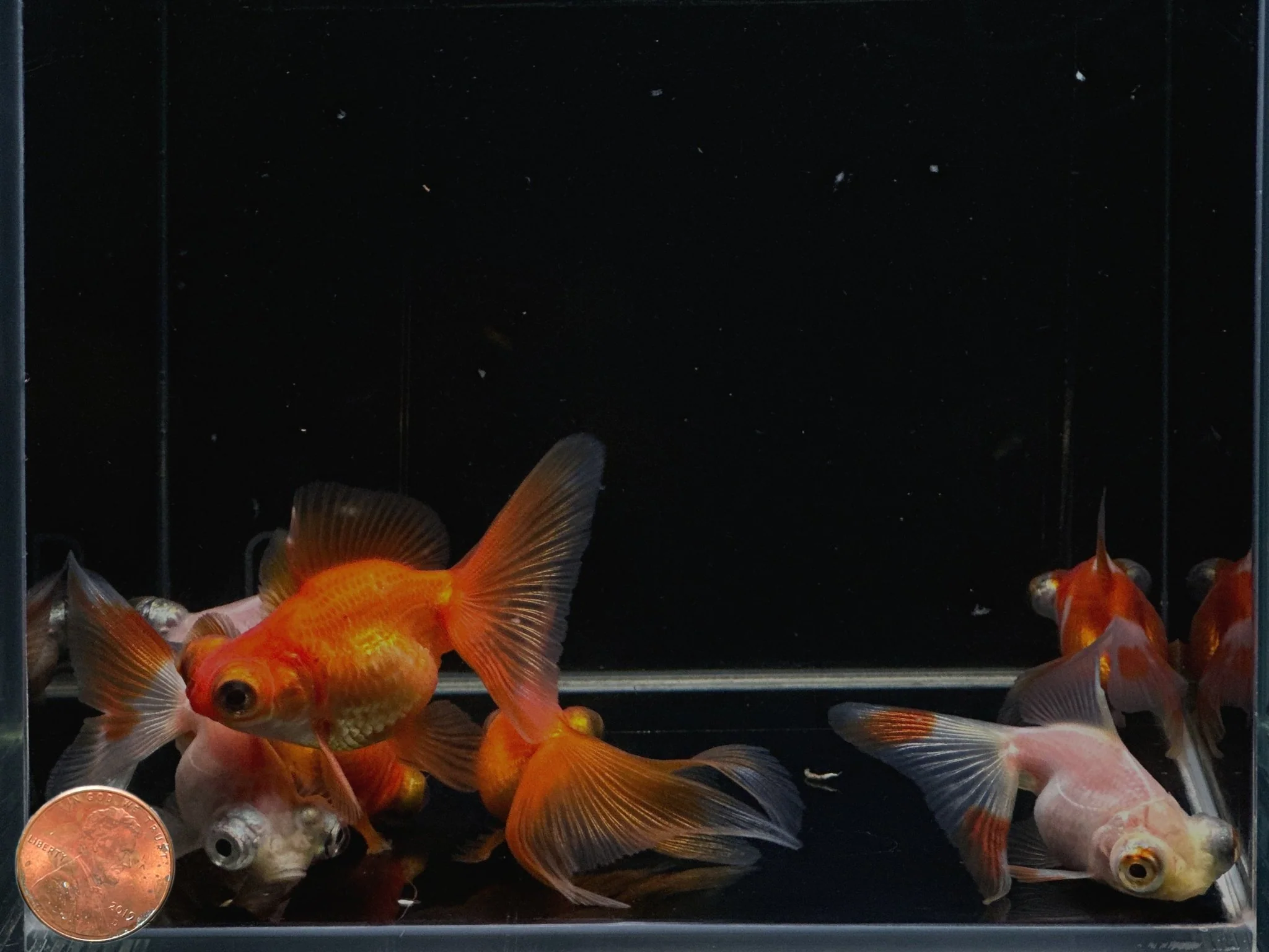 Assorted Butterfly Tail Goldfish - 2-2.5" - Image 2