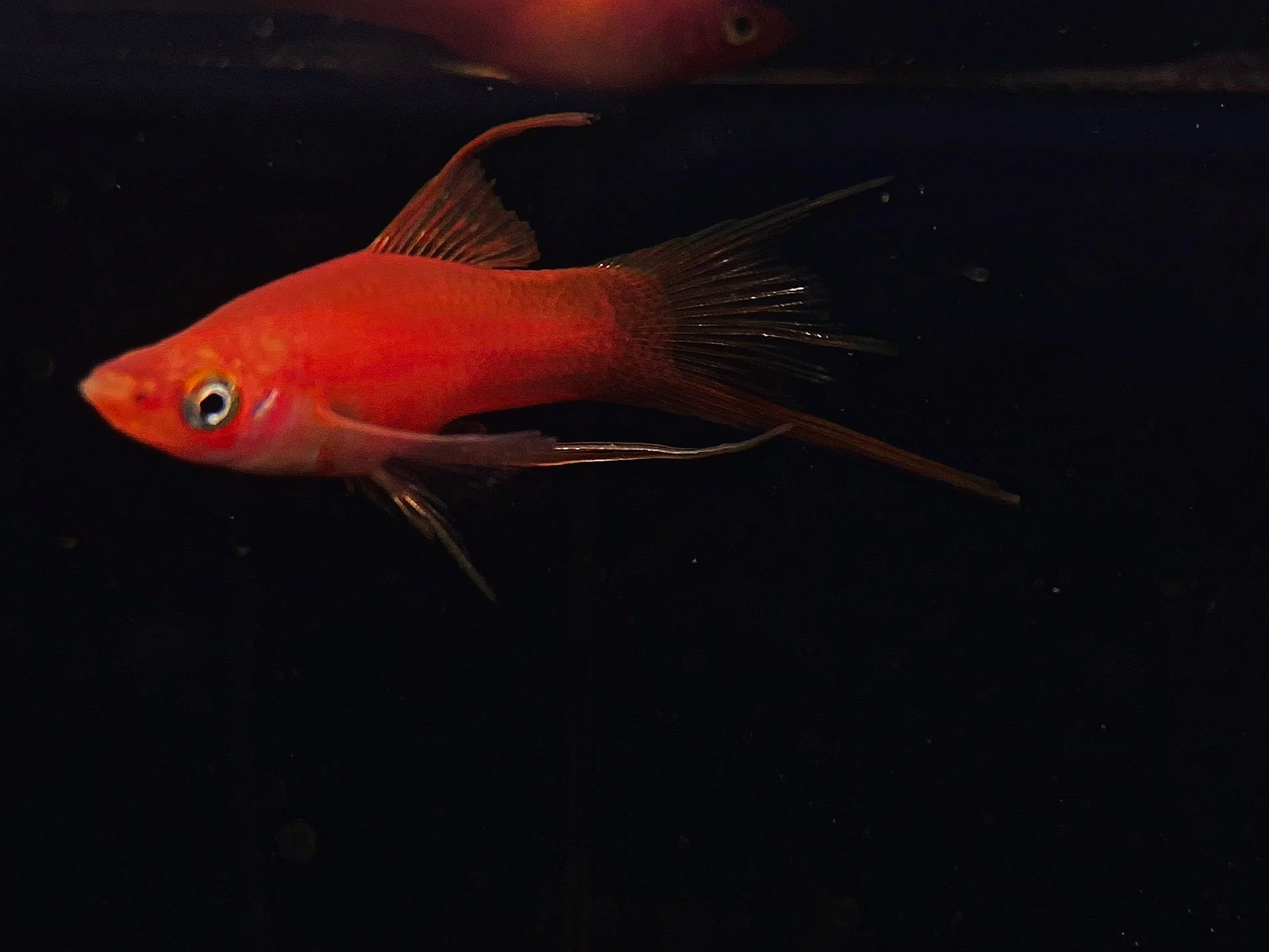 Assorted Double Swordtail